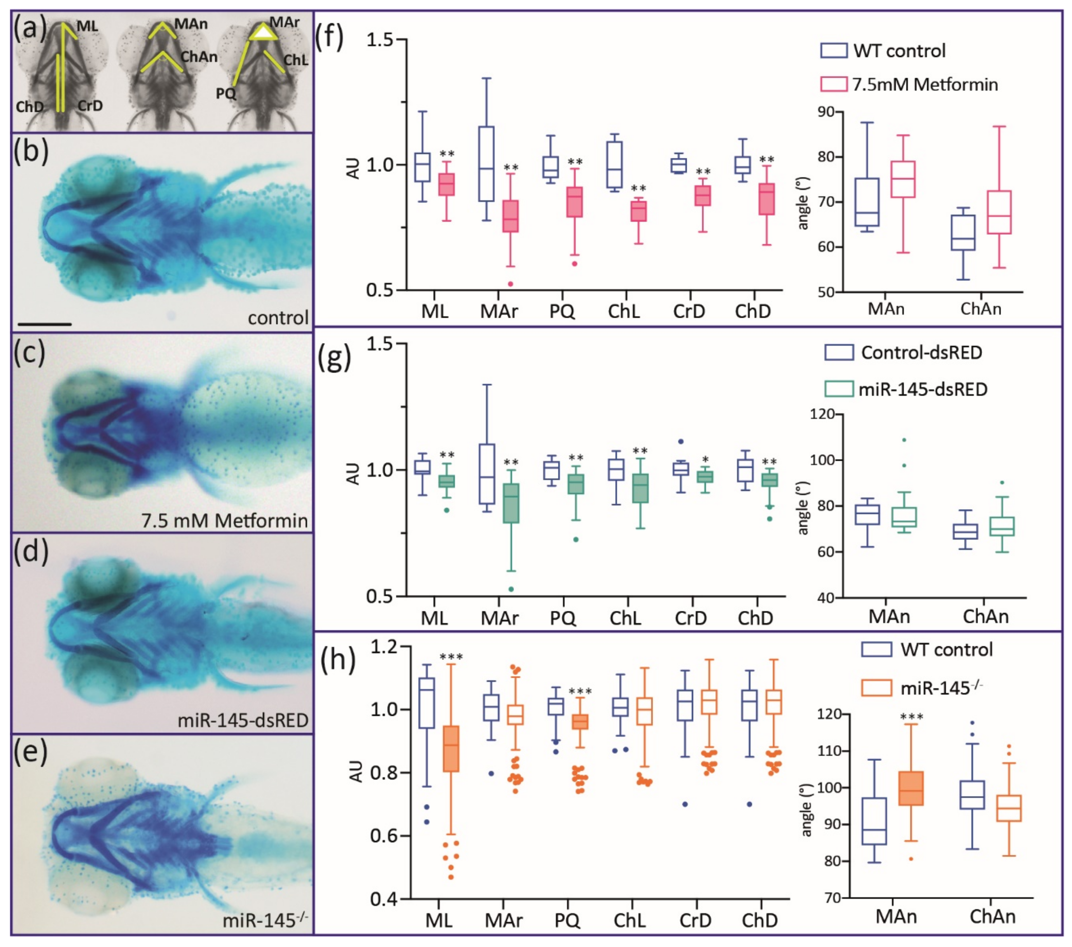 Genes 12 01023 g005 Genes 12 01023 g005