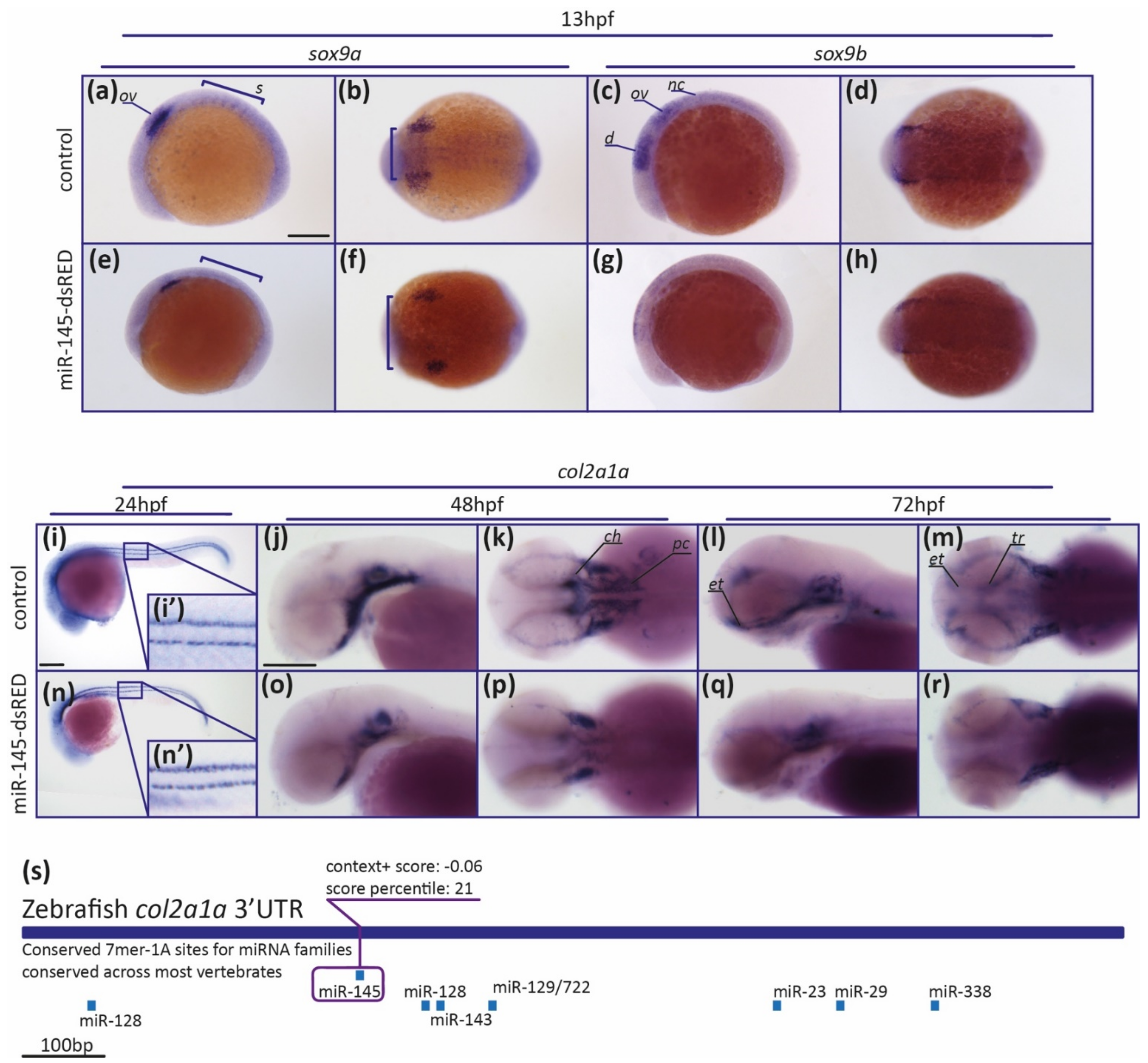 Genes 12 01023 g007 Genes 12 01023 g007