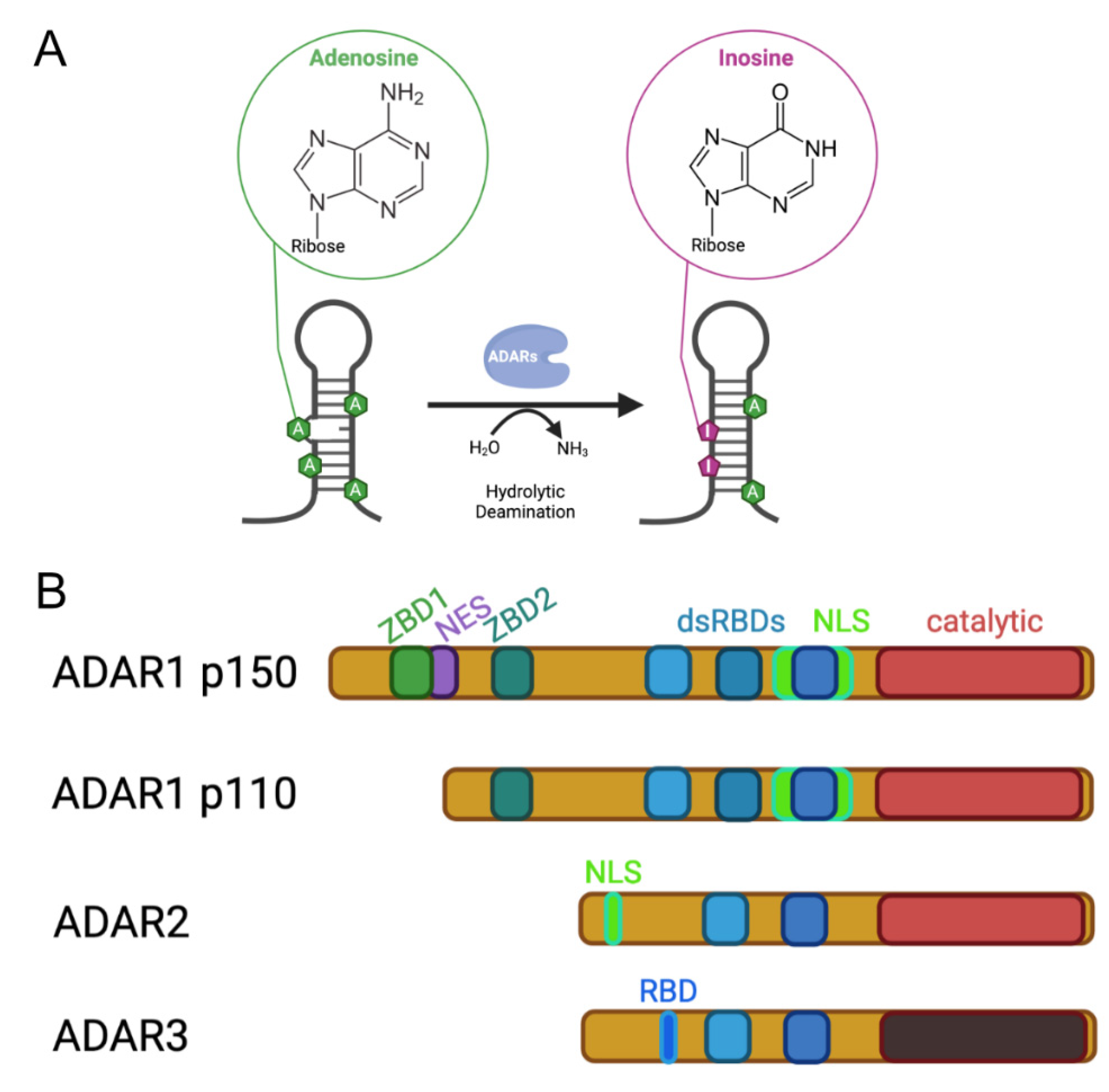 Genes 12 01026 g001