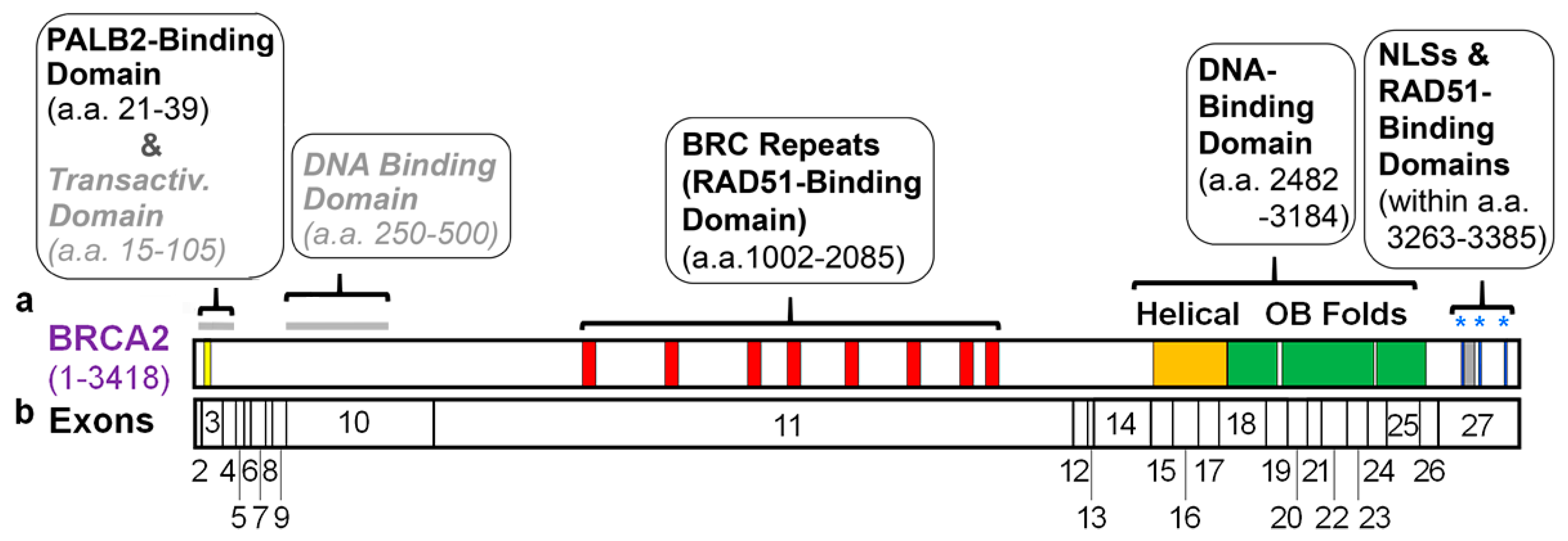 Genes 12 01034 g001
