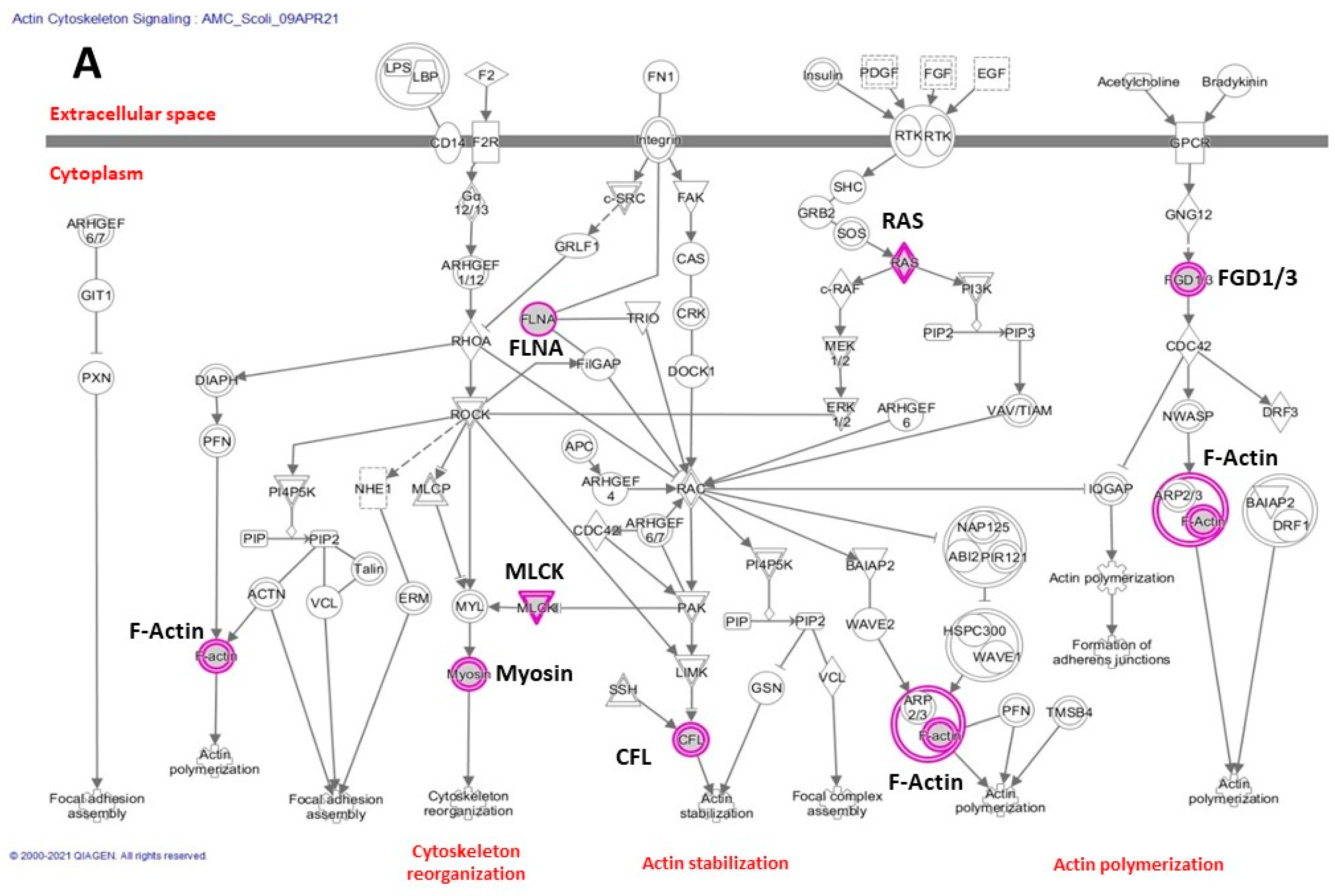 Genes 12 01052 g003a