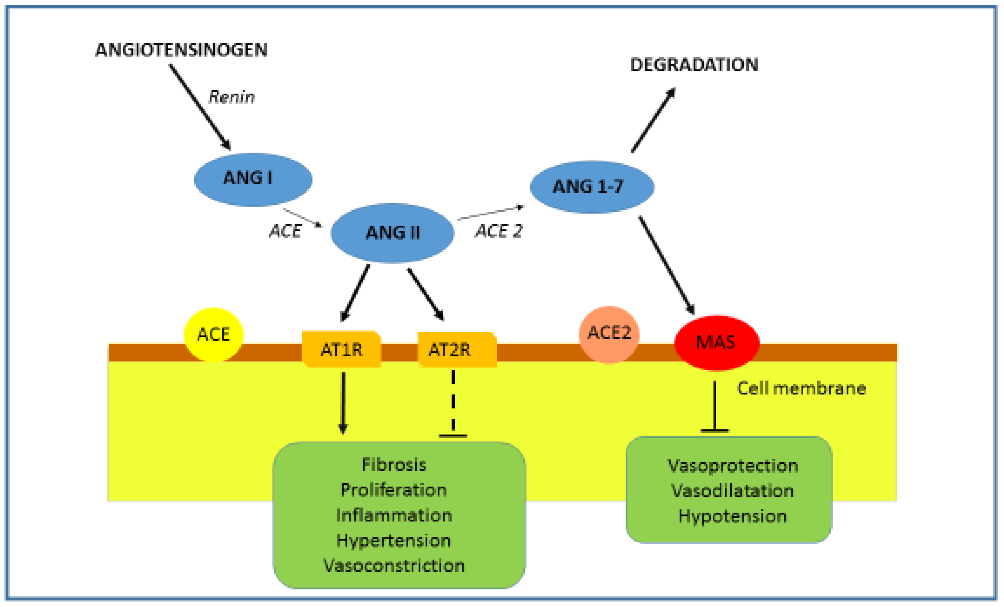 Genes 12 01054 g002