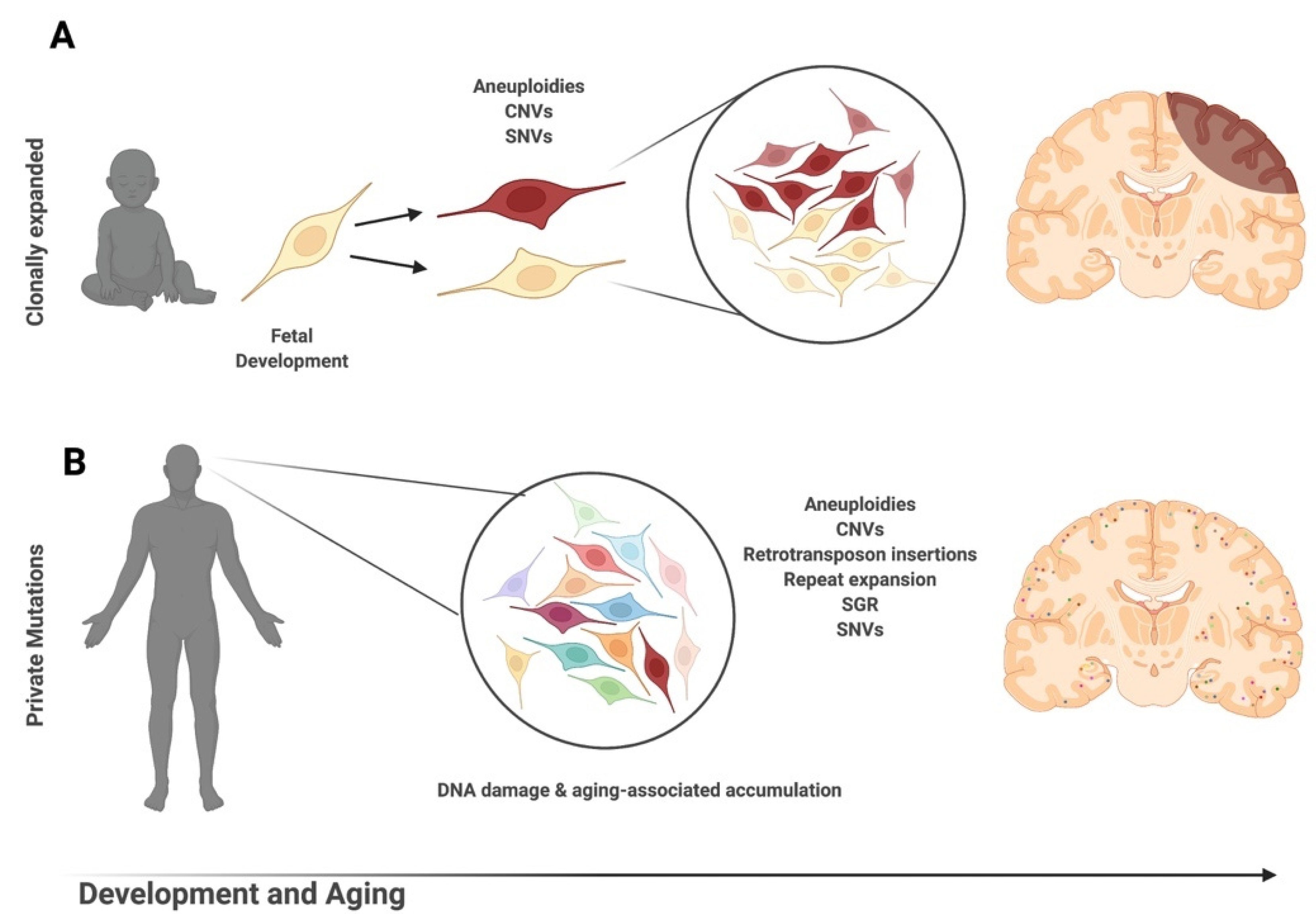 Genes 12 01071 g002 Genes 12 01071 g002
