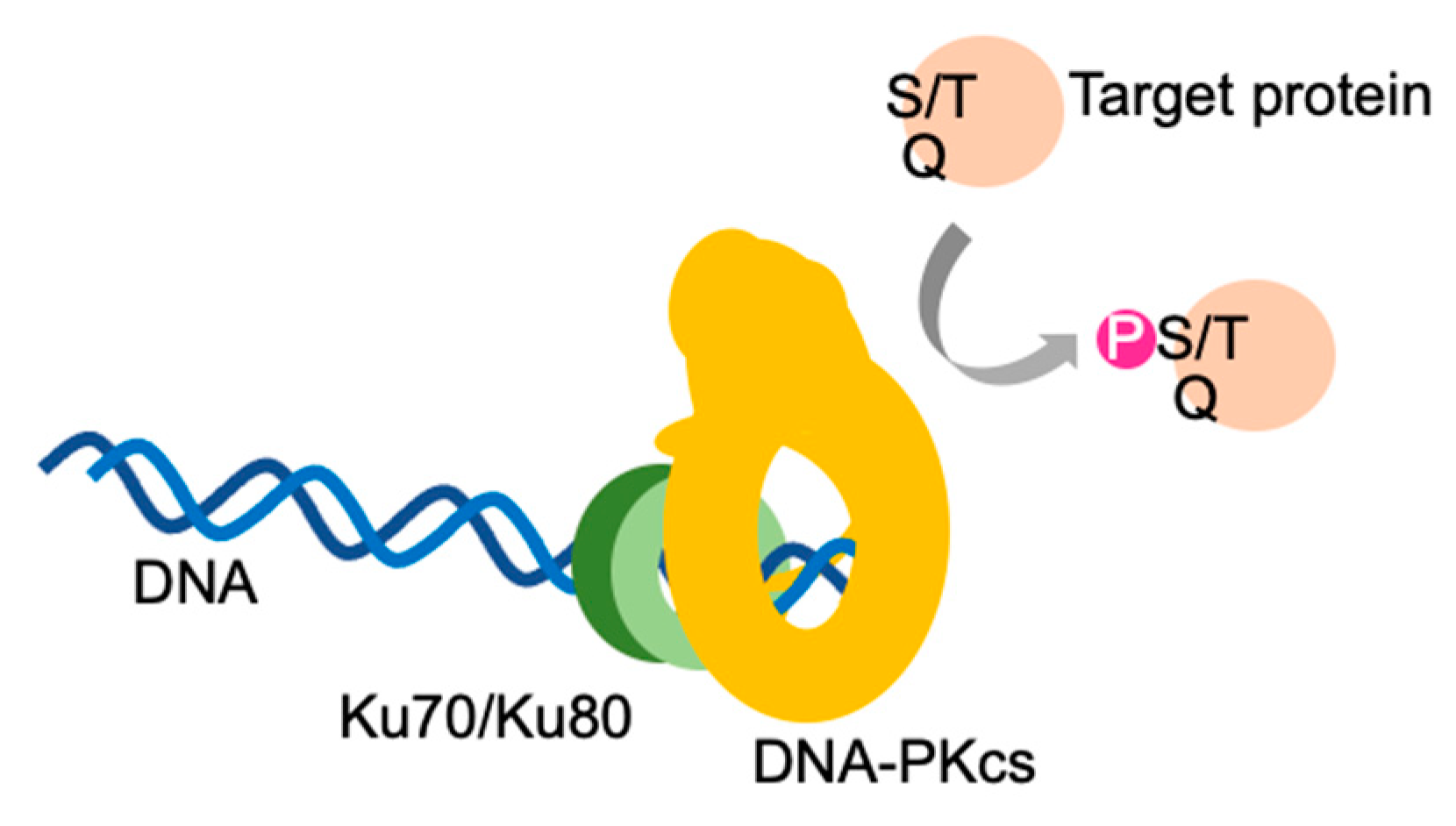 Genes 12 01091 g001