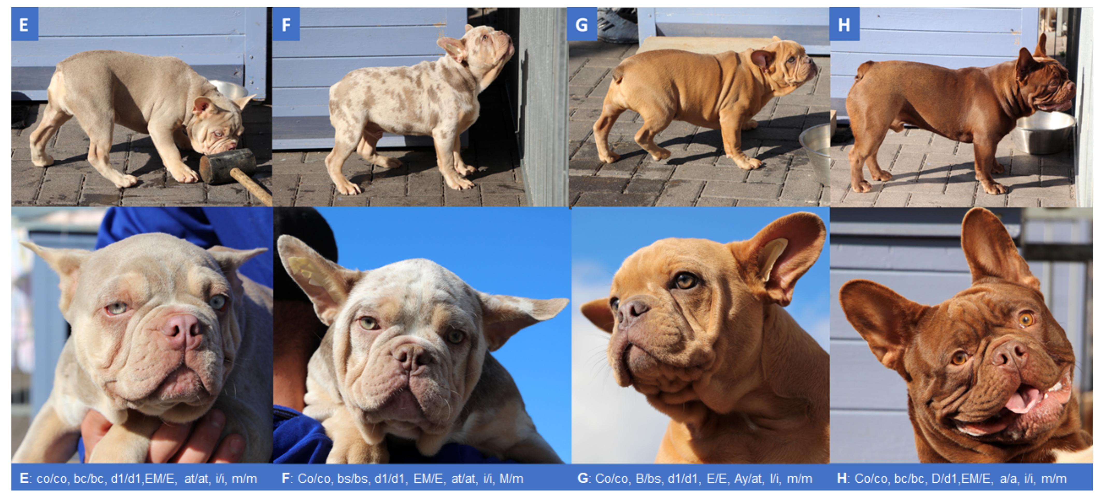 Genes 12 01092 g001b