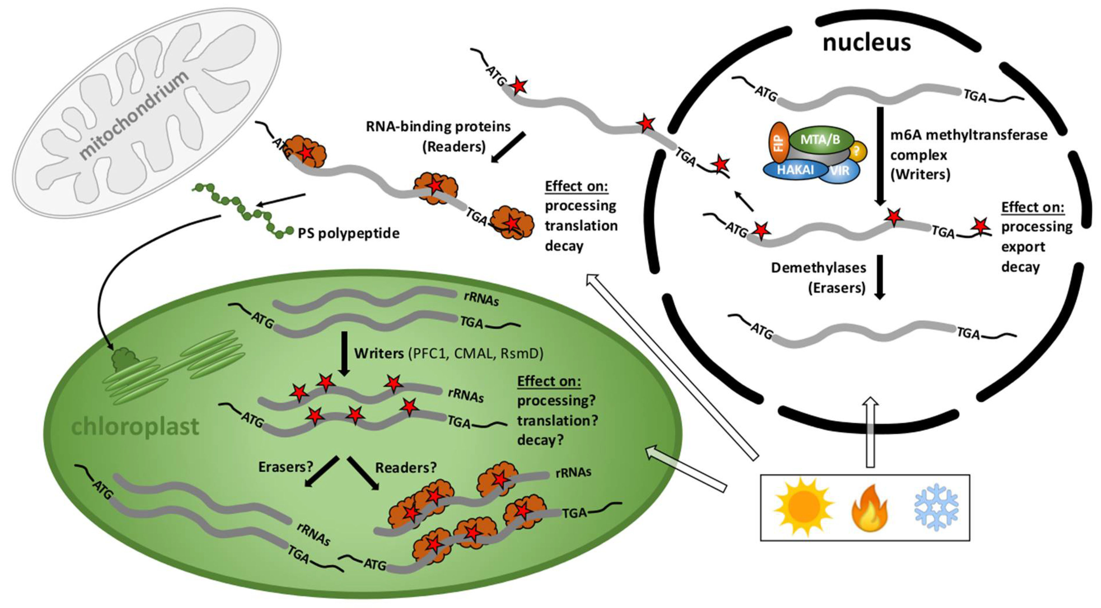 Genes 12 01121 g002 Genes 12 01121 g002