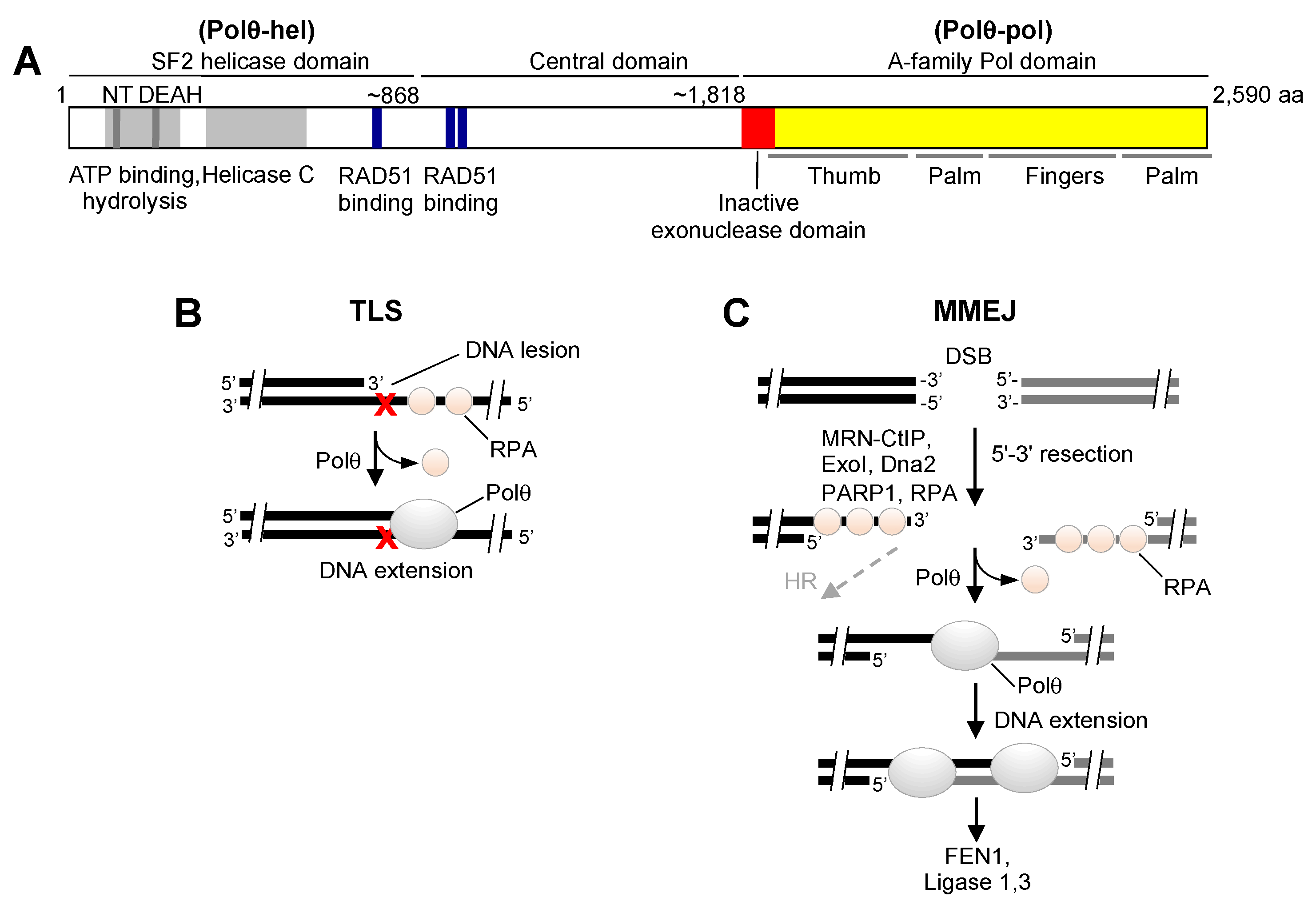 Genes 12 01146 g001