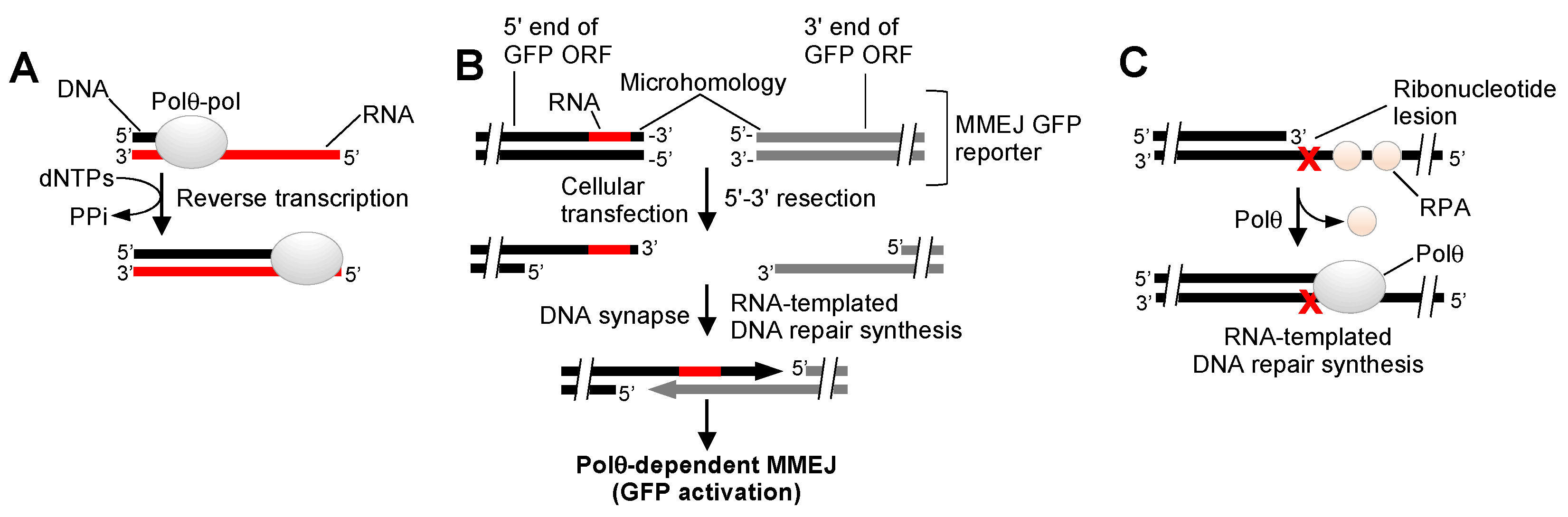 Genes 12 01146 g005