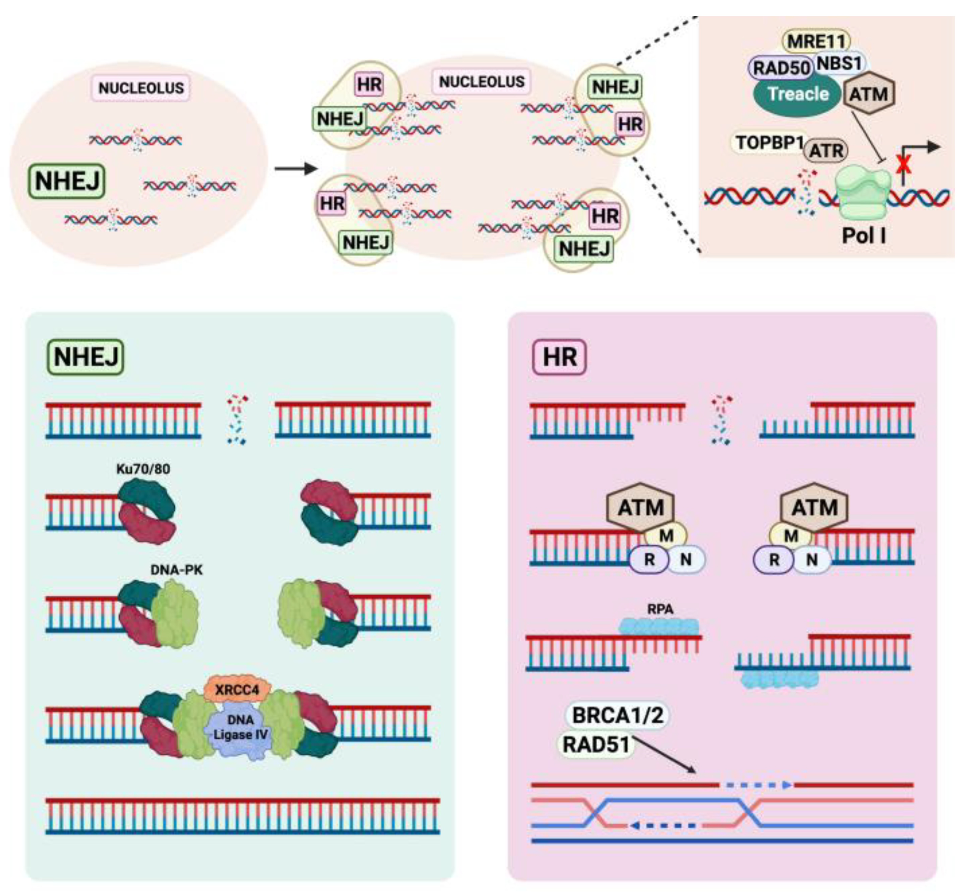 Genes 12 01156 g003 Genes 12 01156 g003