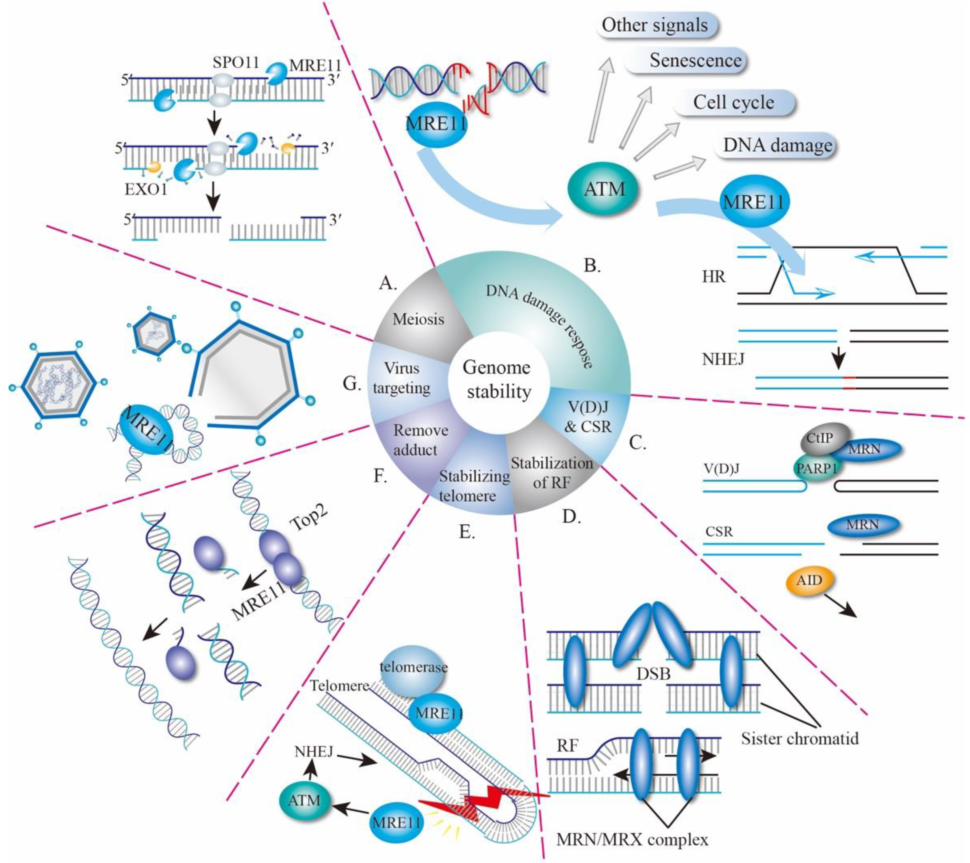 Genes 12 01158 g001