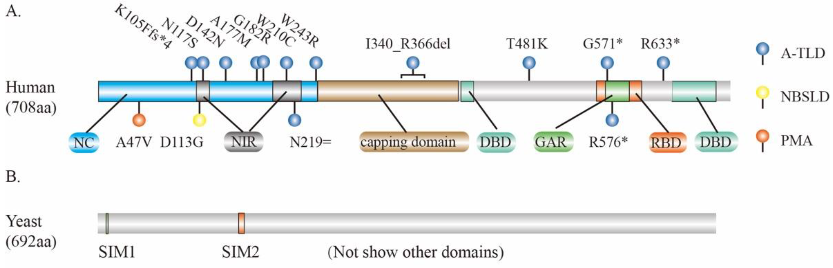 Genes 12 01158 g002