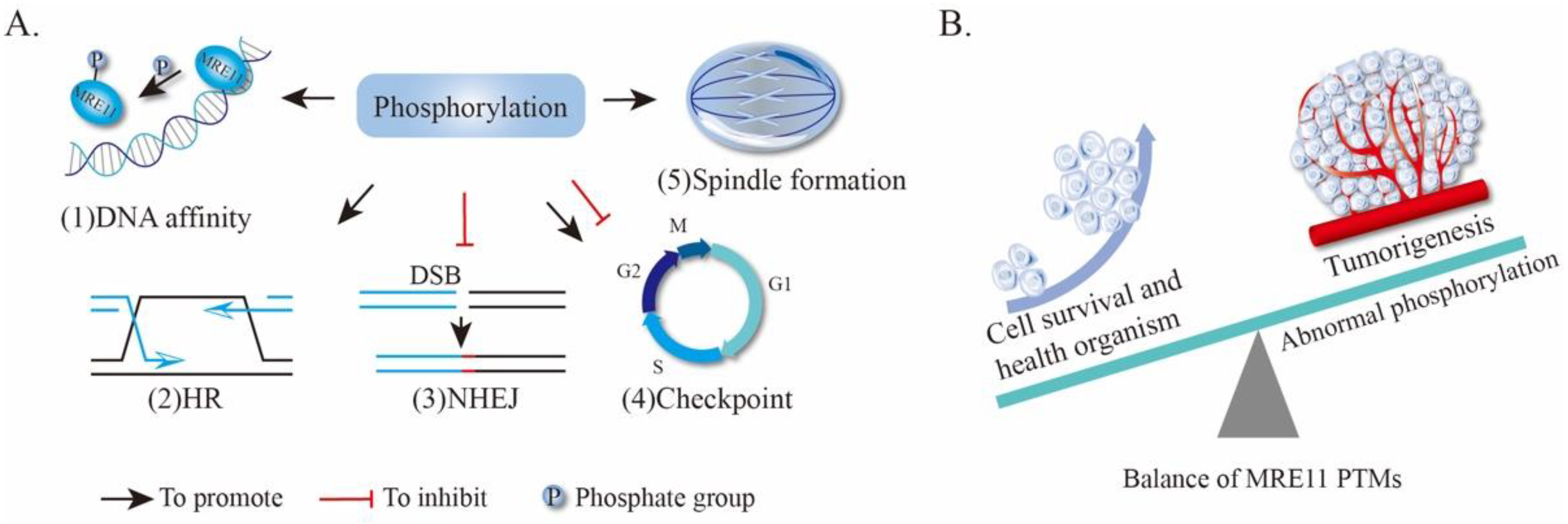 Genes 12 01158 g004
