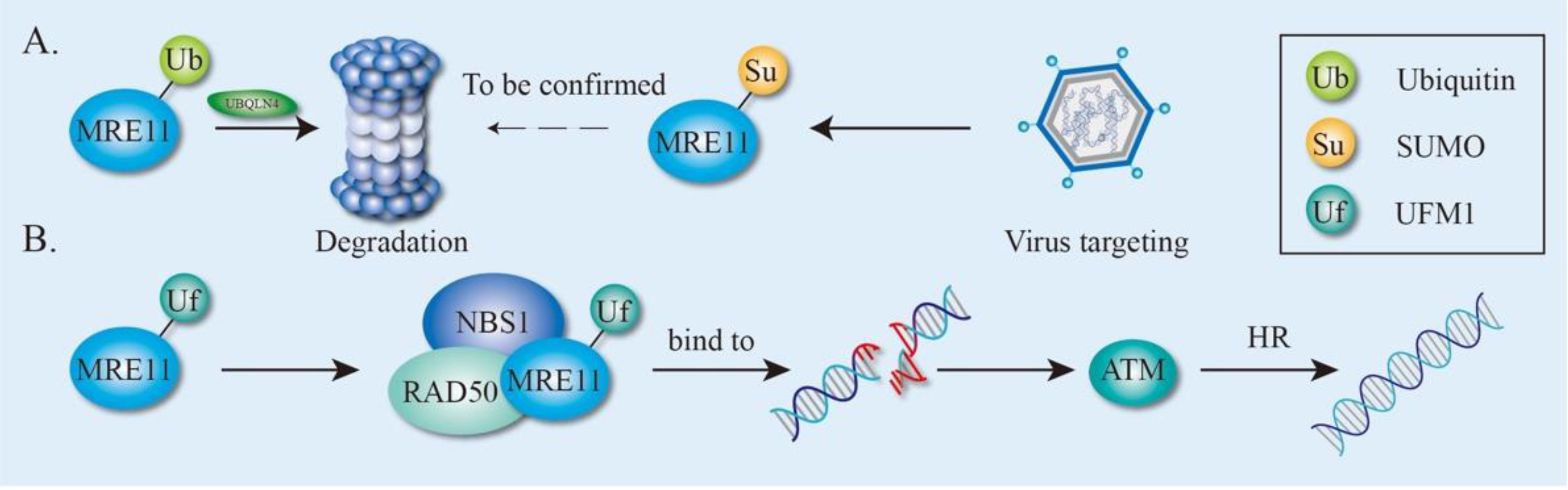 Genes 12 01158 g005