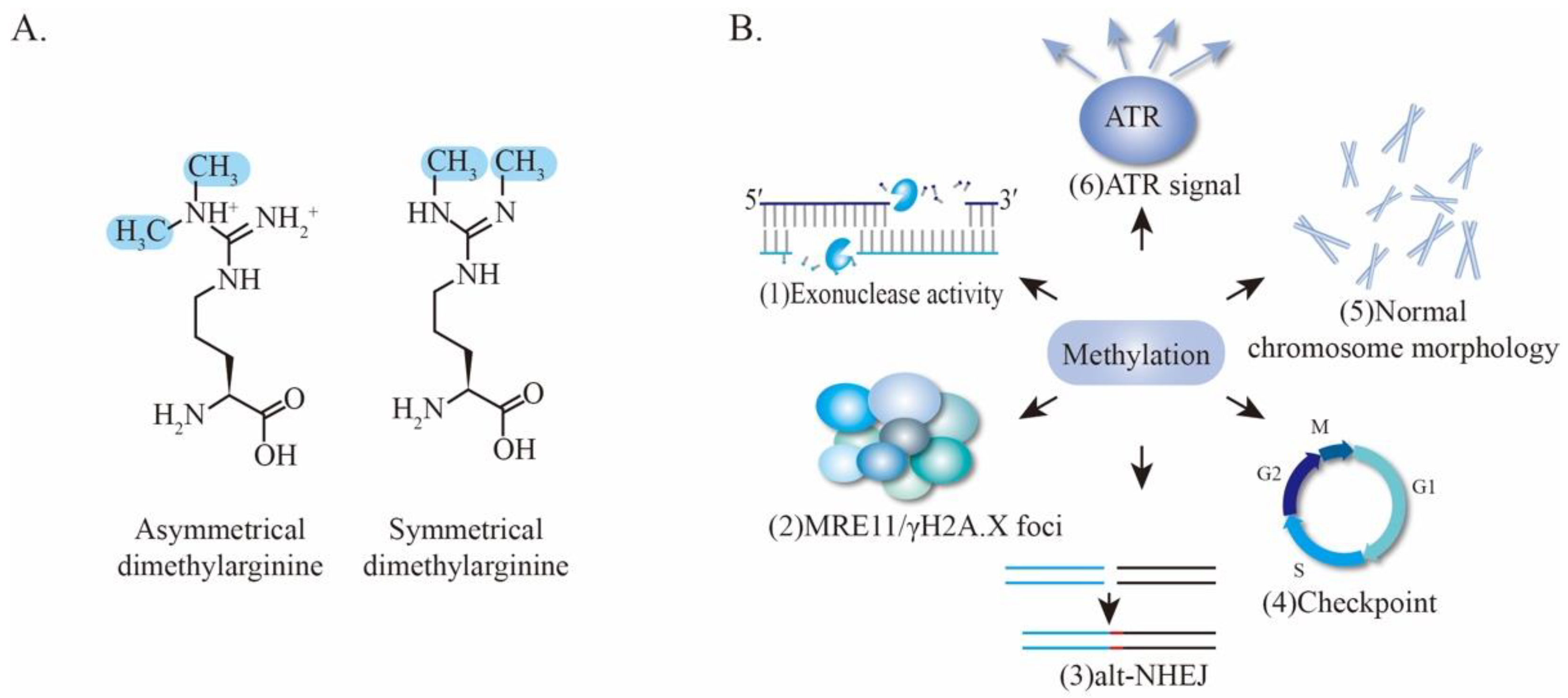 Genes 12 01158 g006