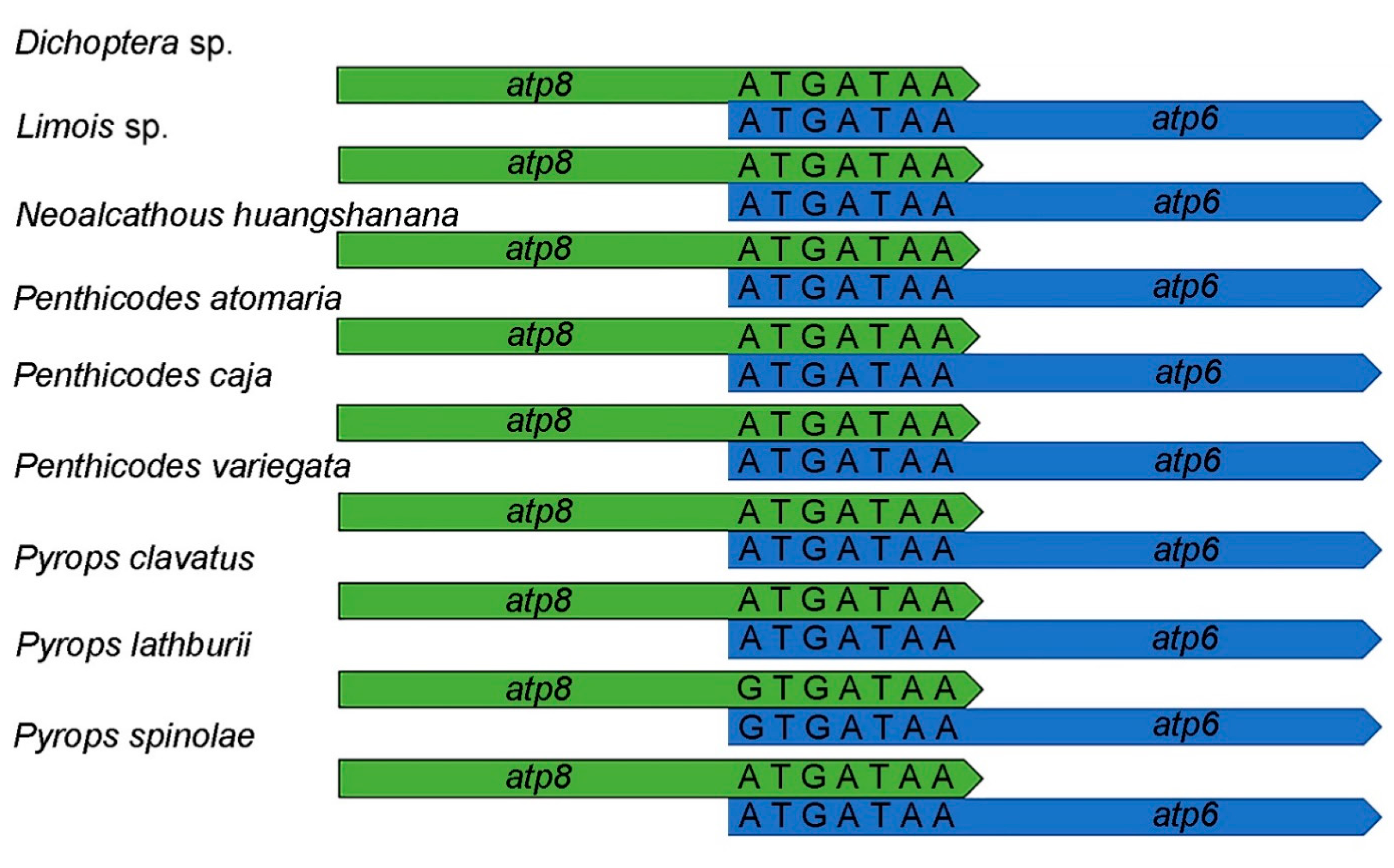 Genes 12 01185 g003