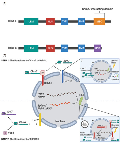 Genes 12 01196 g002 550