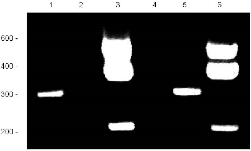 Genes 12 01290 g002 Genes 12 01290 g002