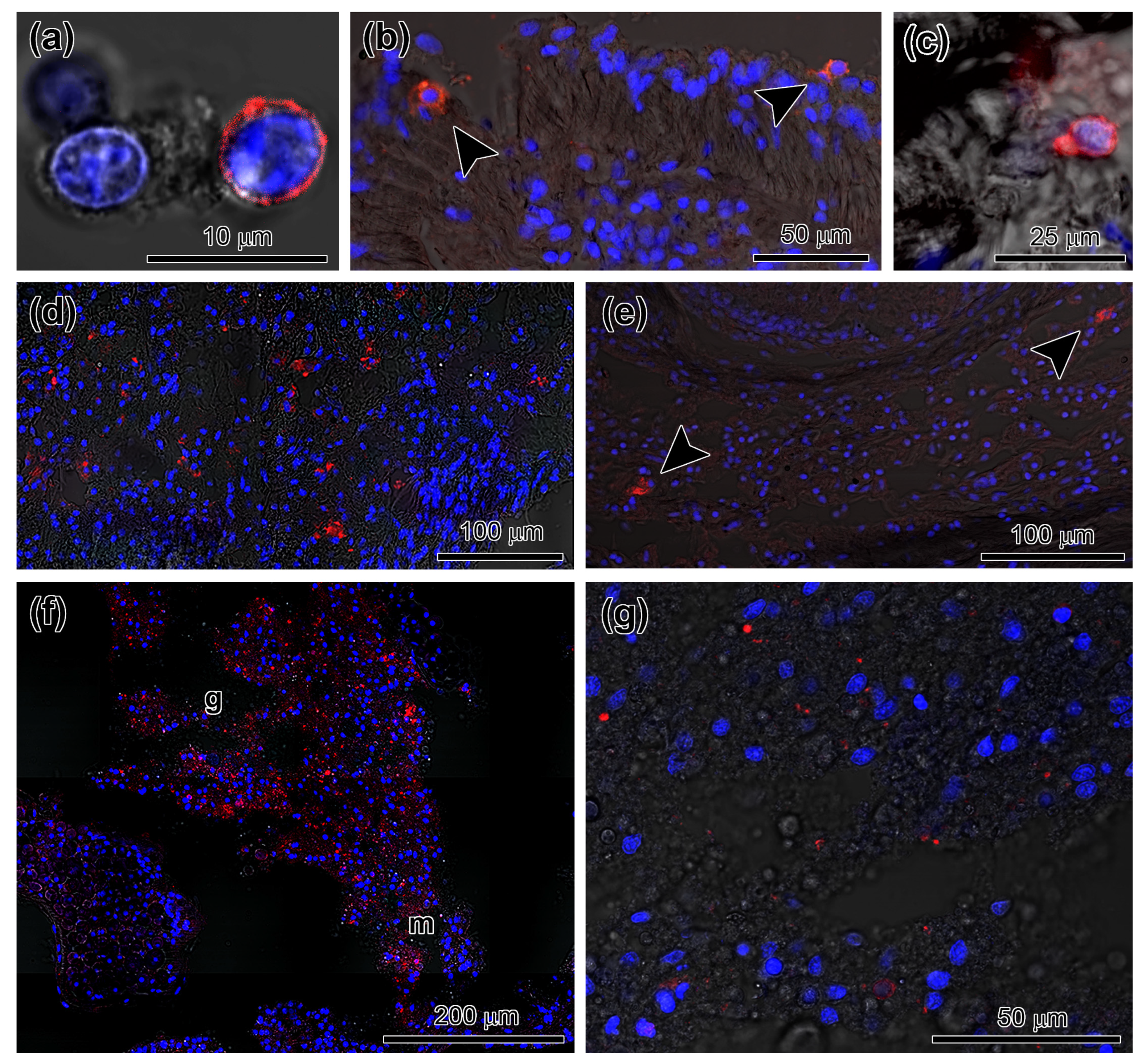 Genes 12 01292 g005