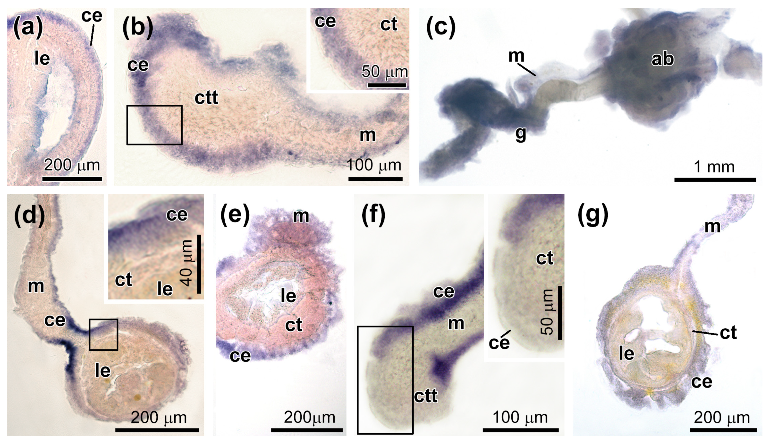 Genes 12 01292 g006
