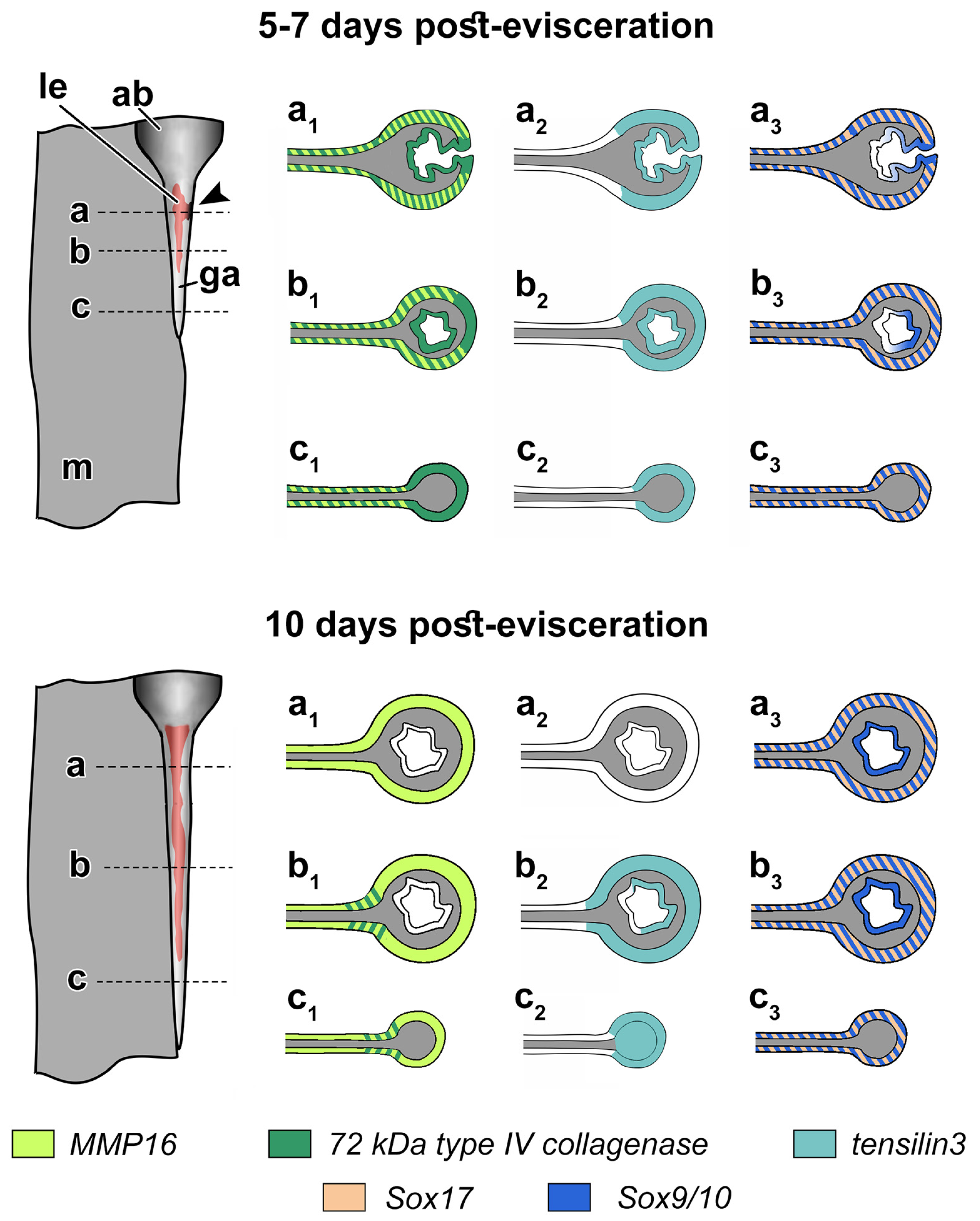 Genes 12 01292 g007