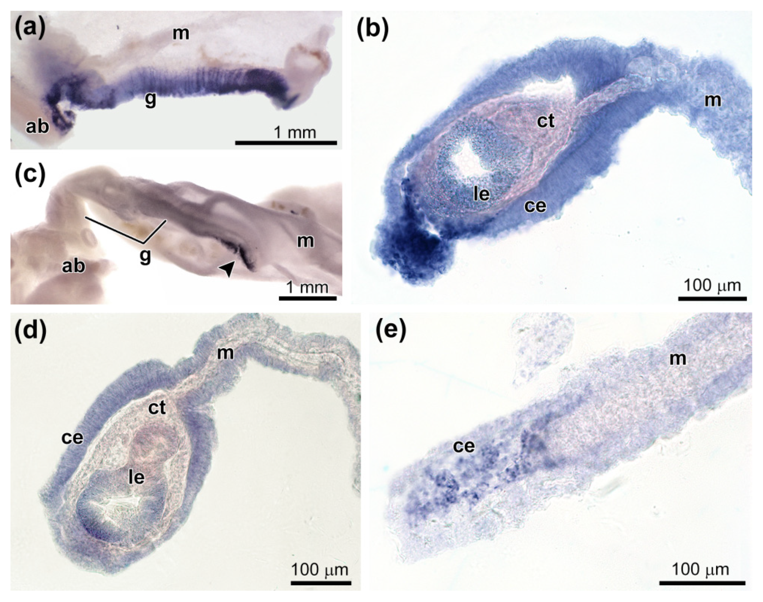 Genes 12 01292 g008
