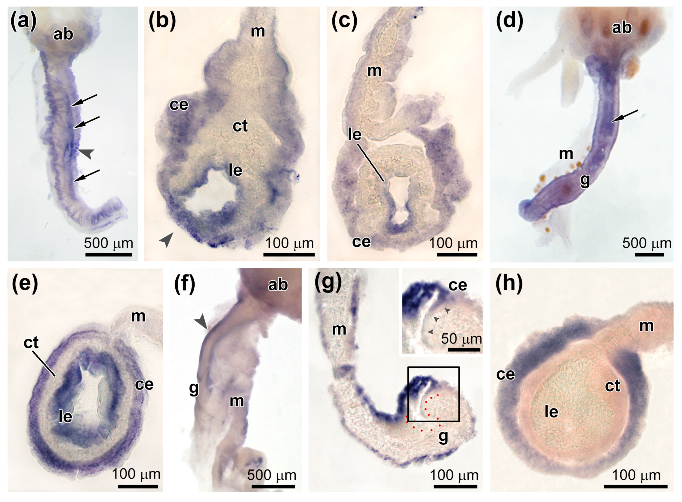 Genes 12 01292 g009