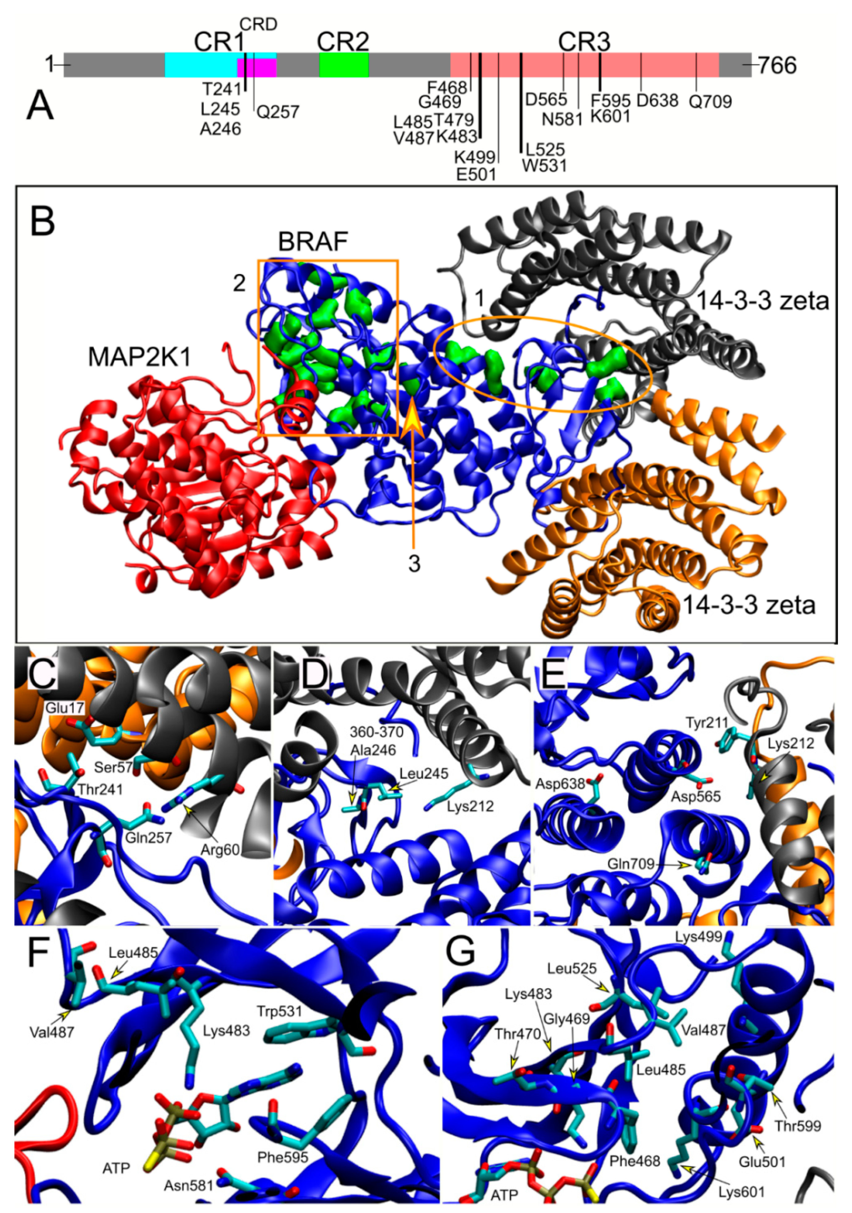 Genes 12 01316 g004