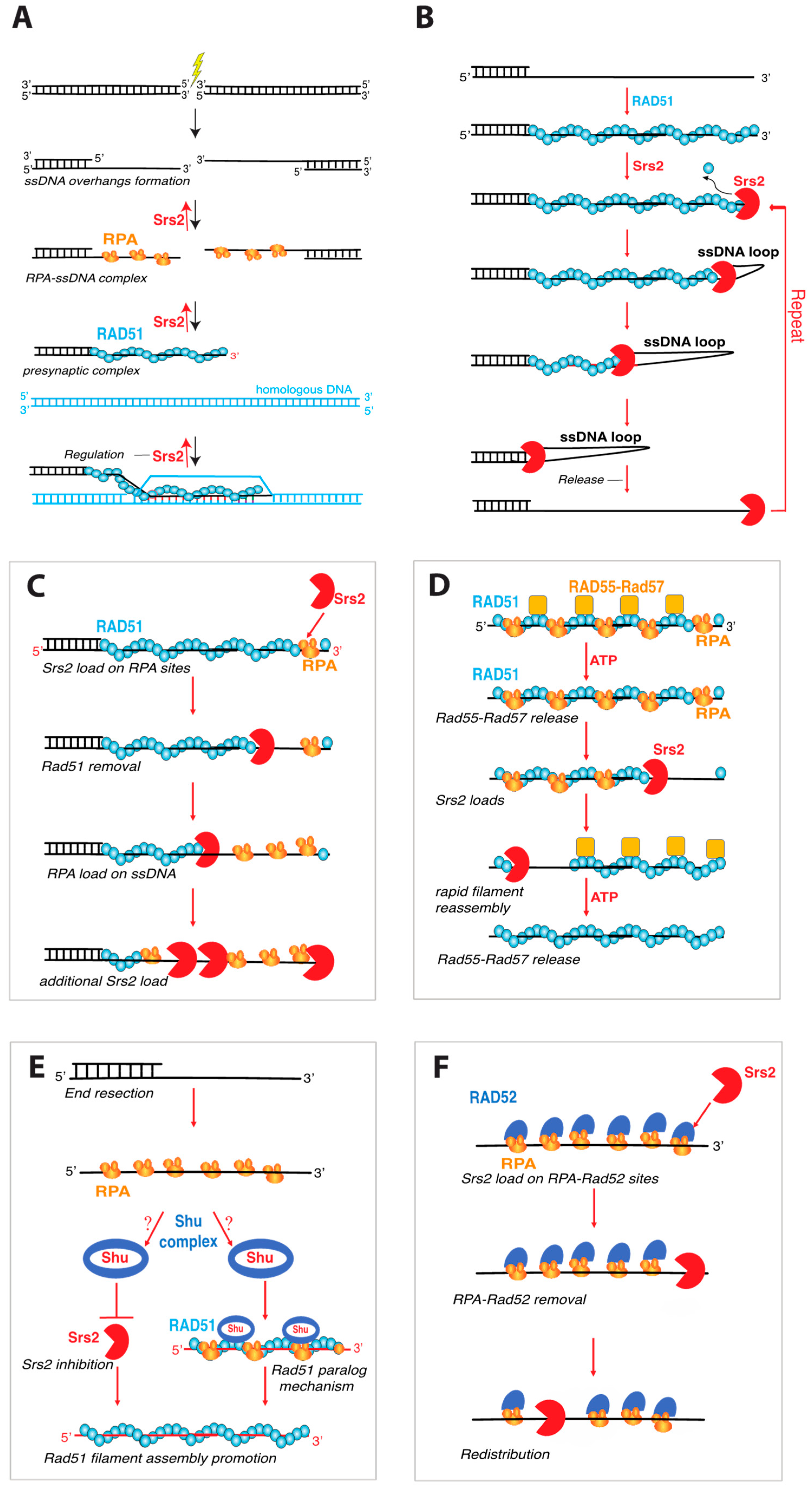 Genes 12 01319 g004