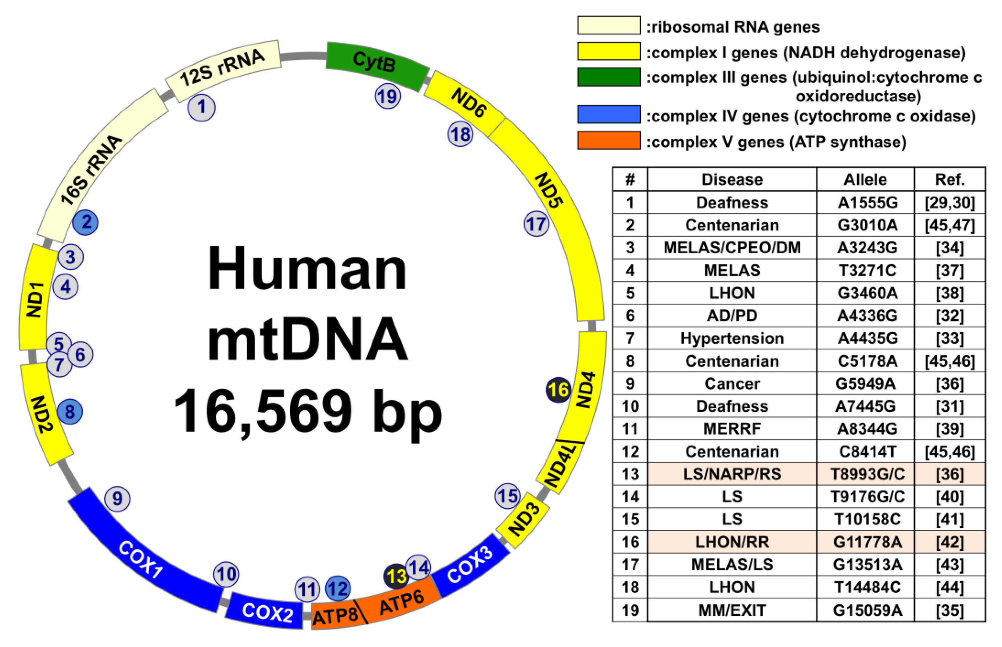Genes 12 01348 g001