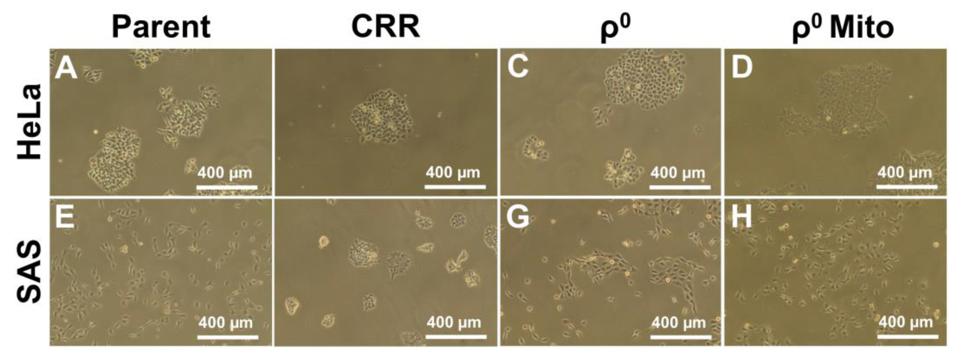 Genes 12 01348 g002