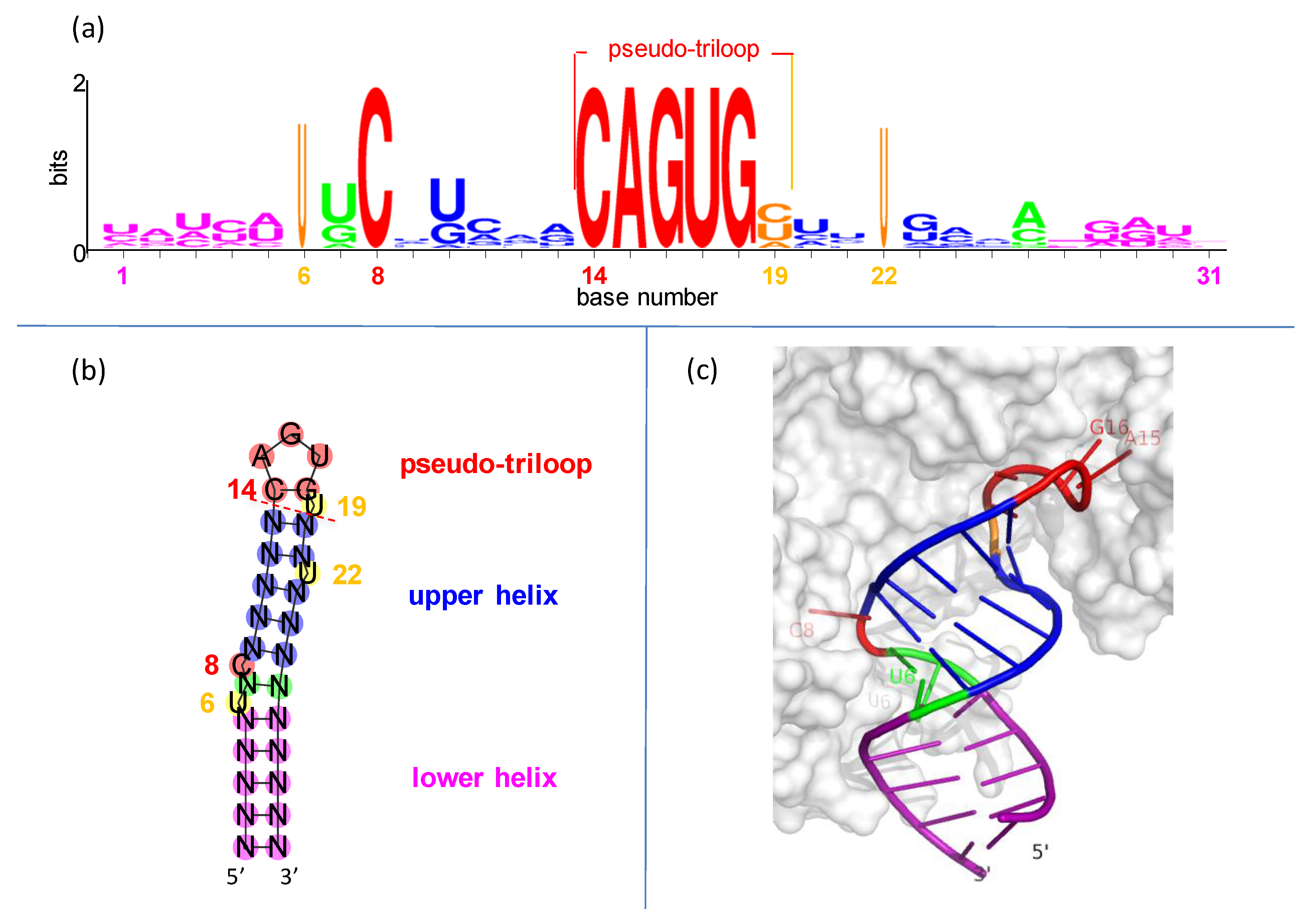 Genes 12 01365 g002