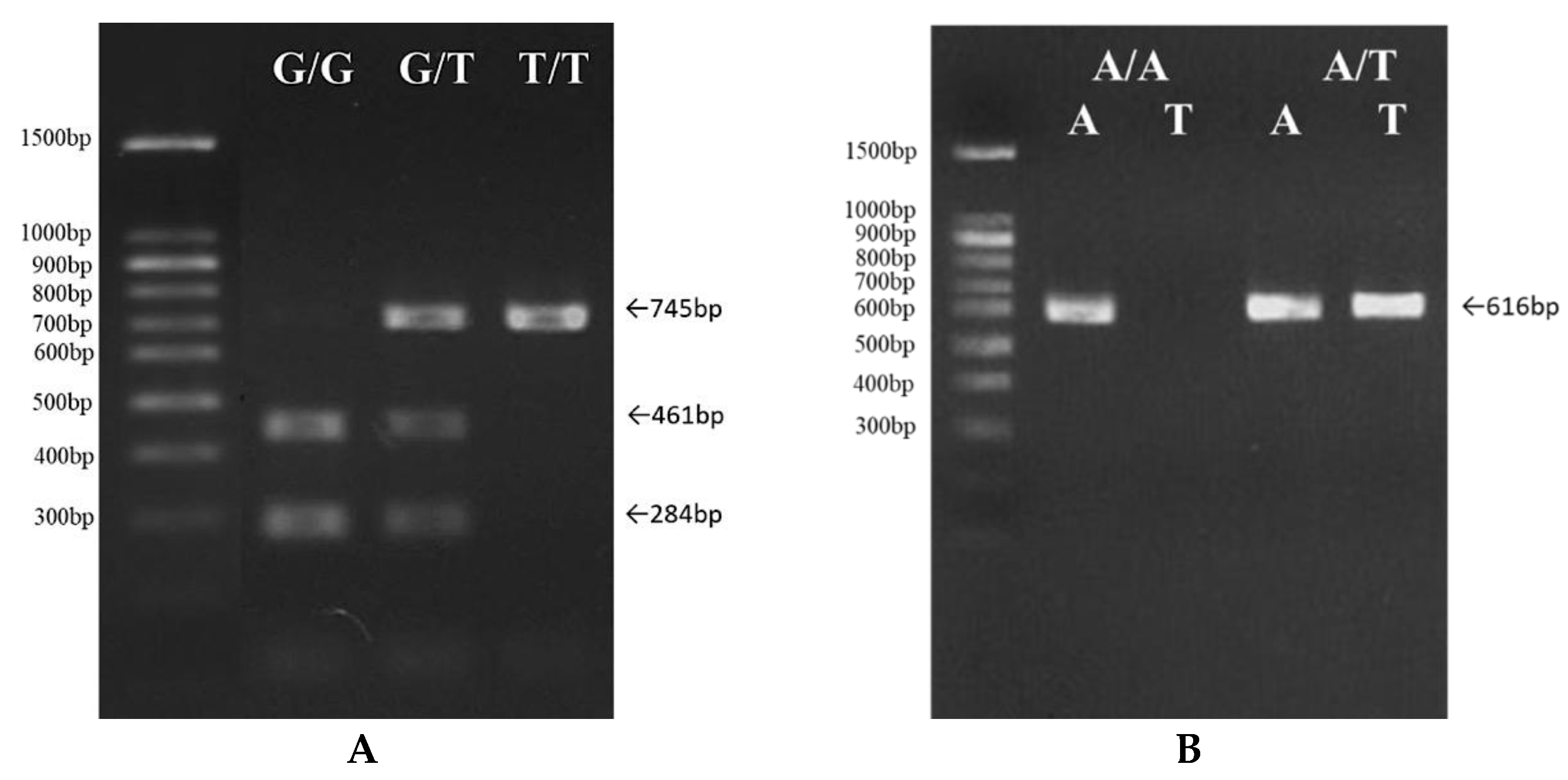 Genes 12 01377 g001
