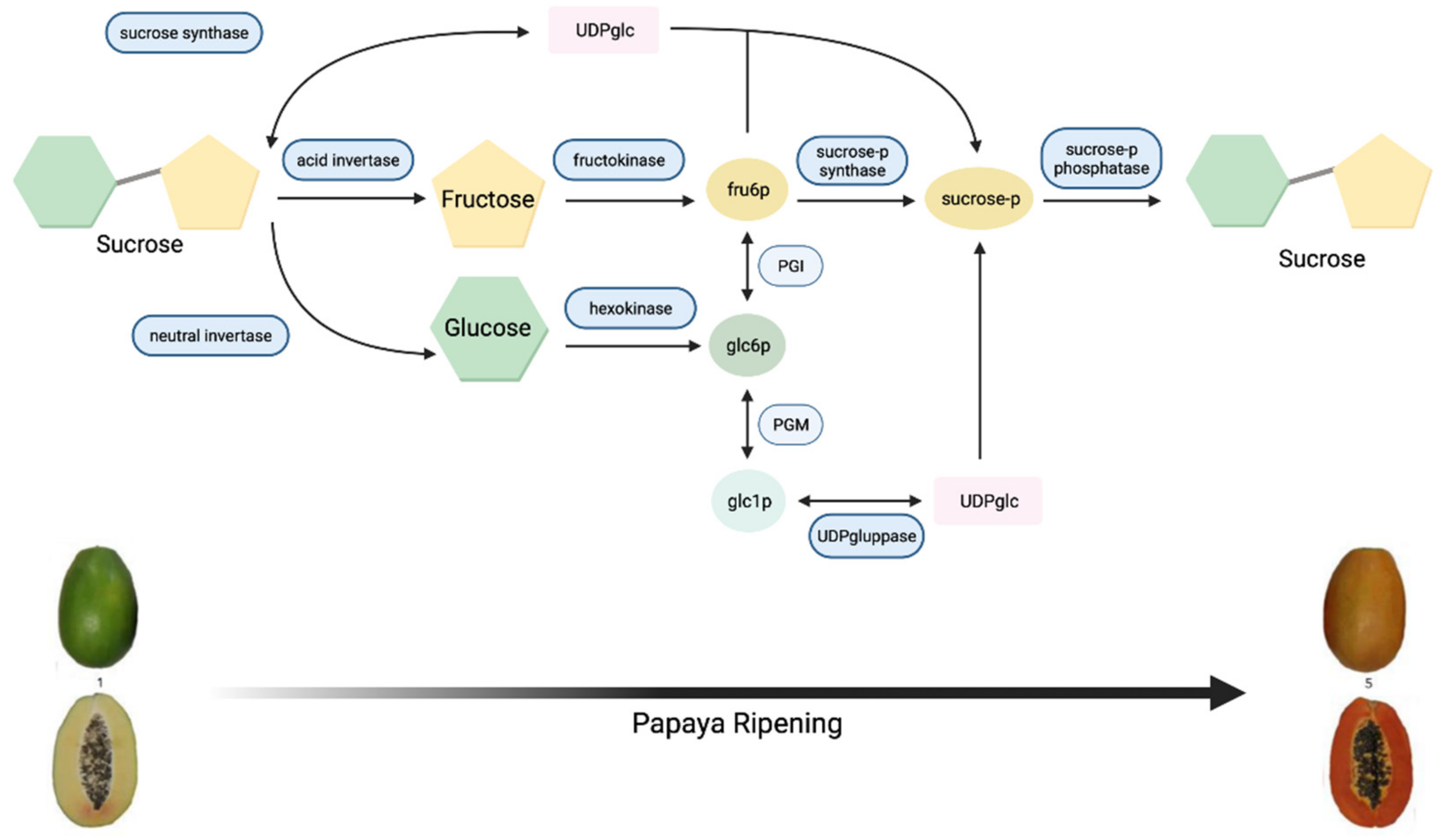 Genes 12 01416 g001 Genes 12 01416 g001