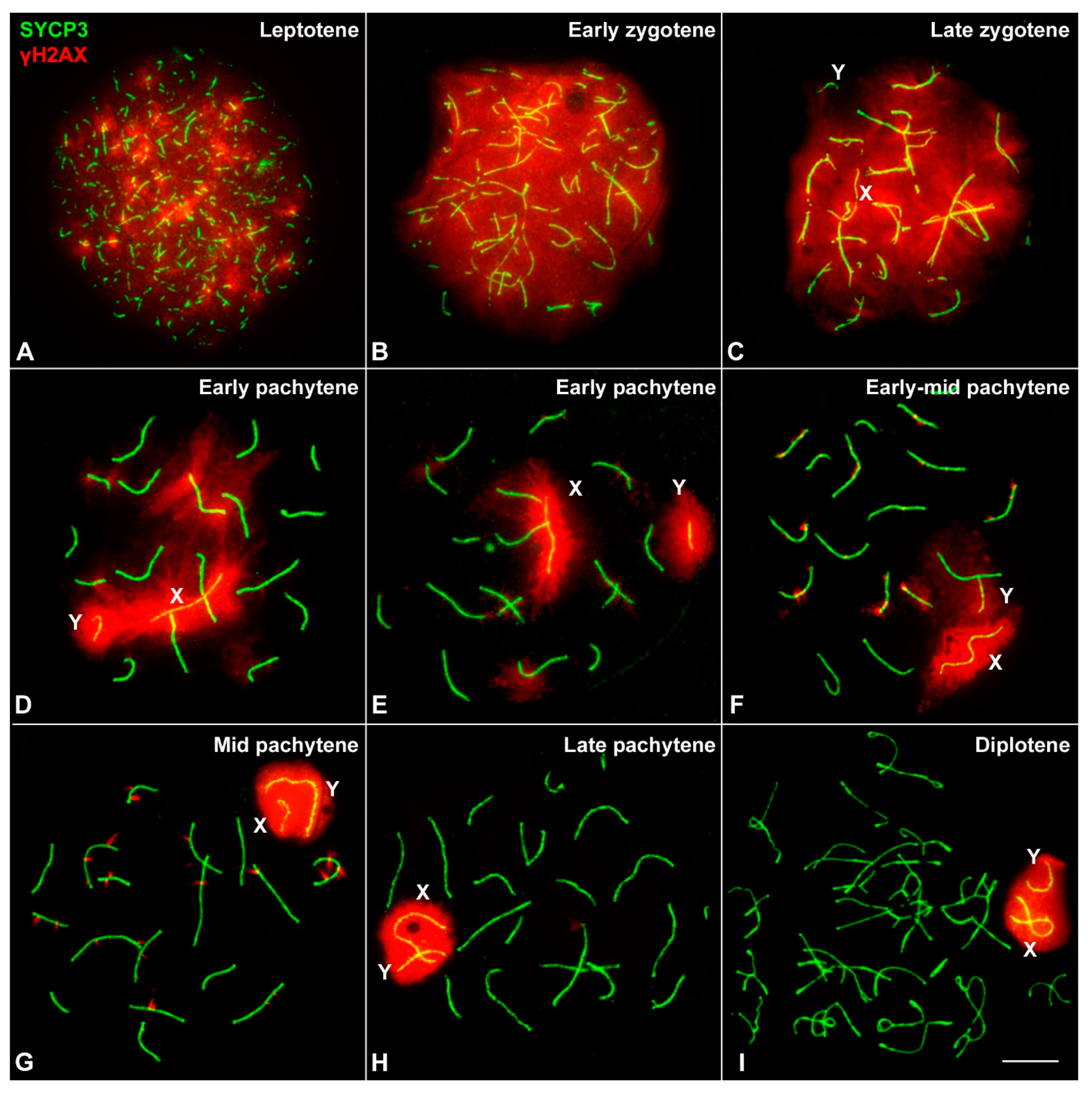 Genes 12 01434 g002 Genes 12 01434 g002