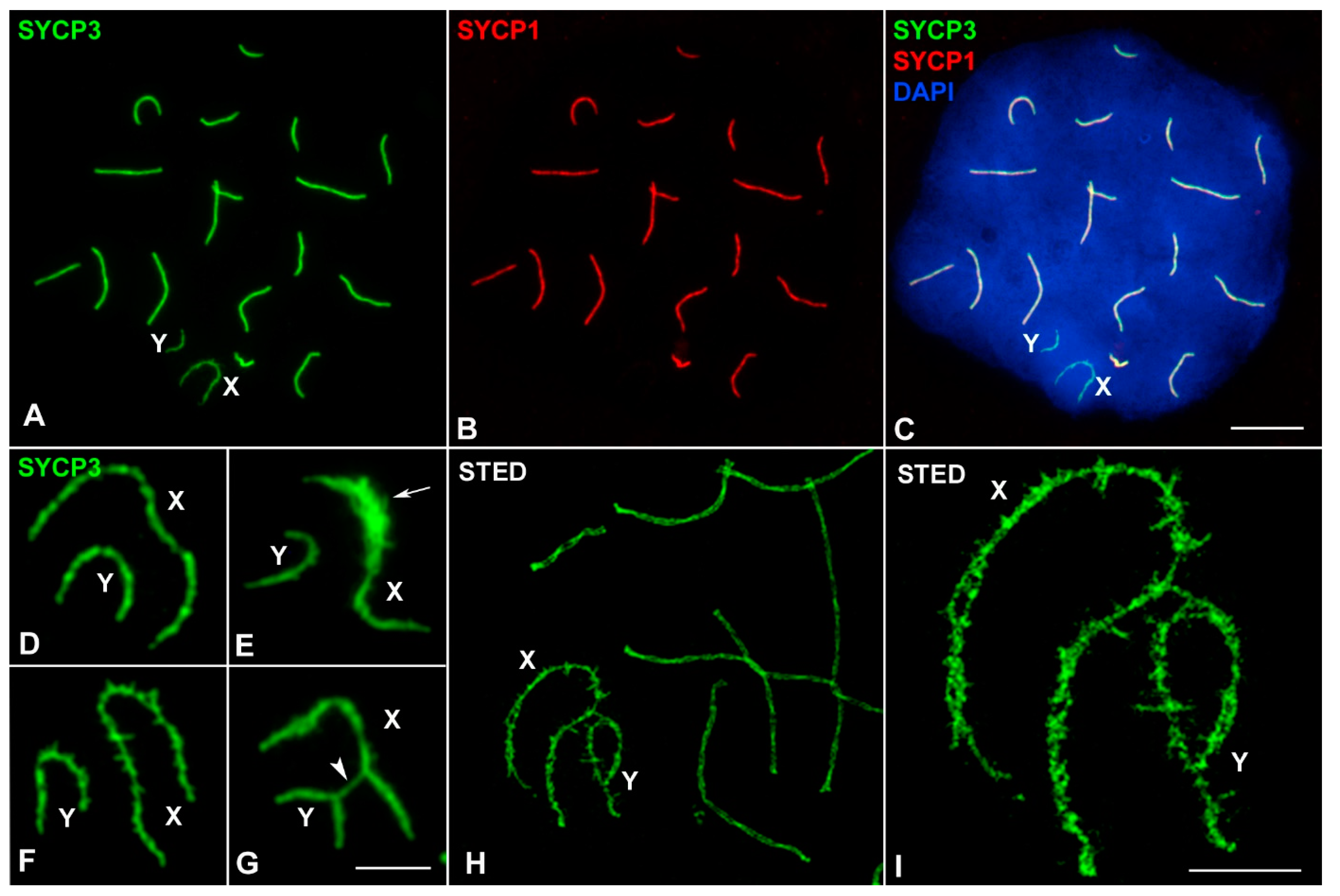 Genes 12 01434 g003 Genes 12 01434 g003