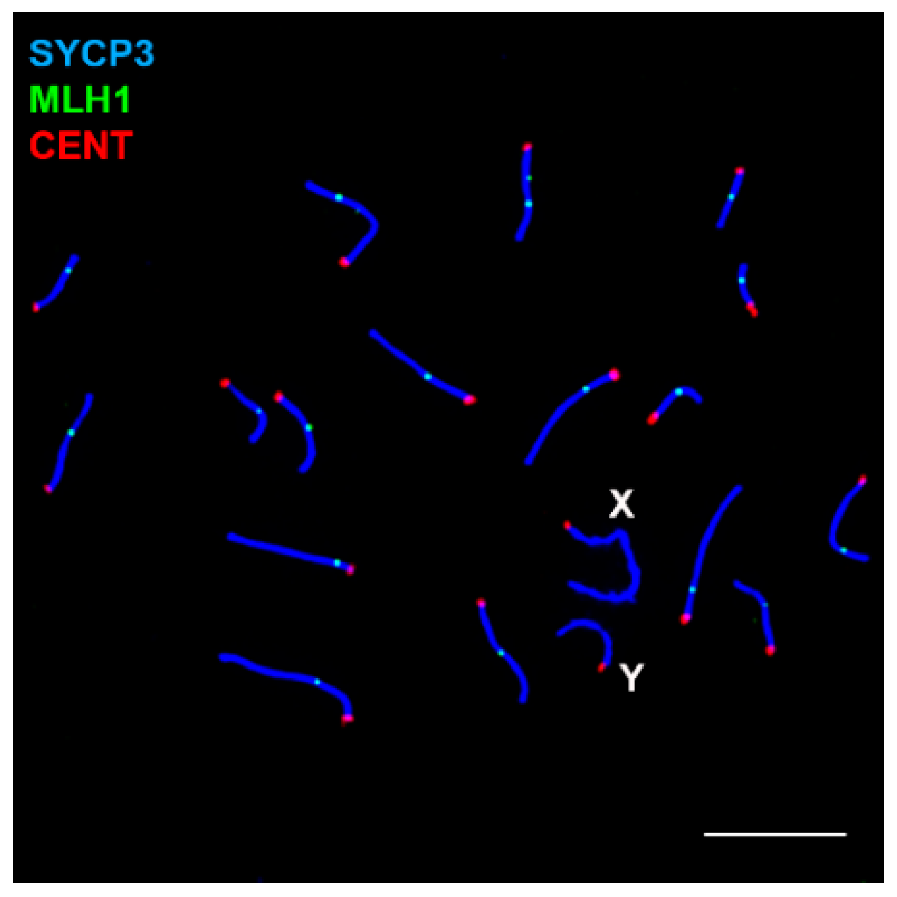 Genes 12 01434 g005 Genes 12 01434 g005