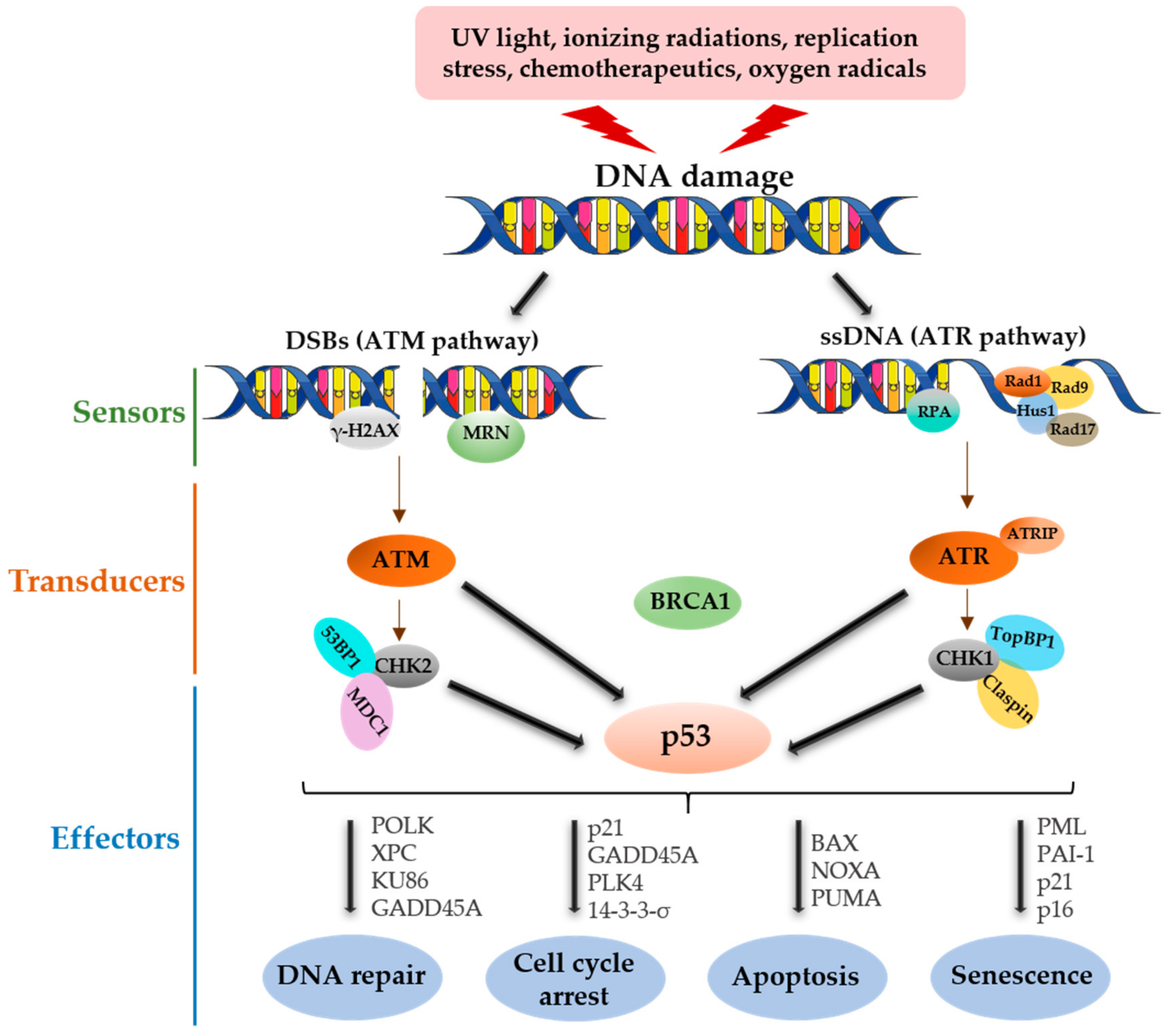 Genes 12 01446 g001