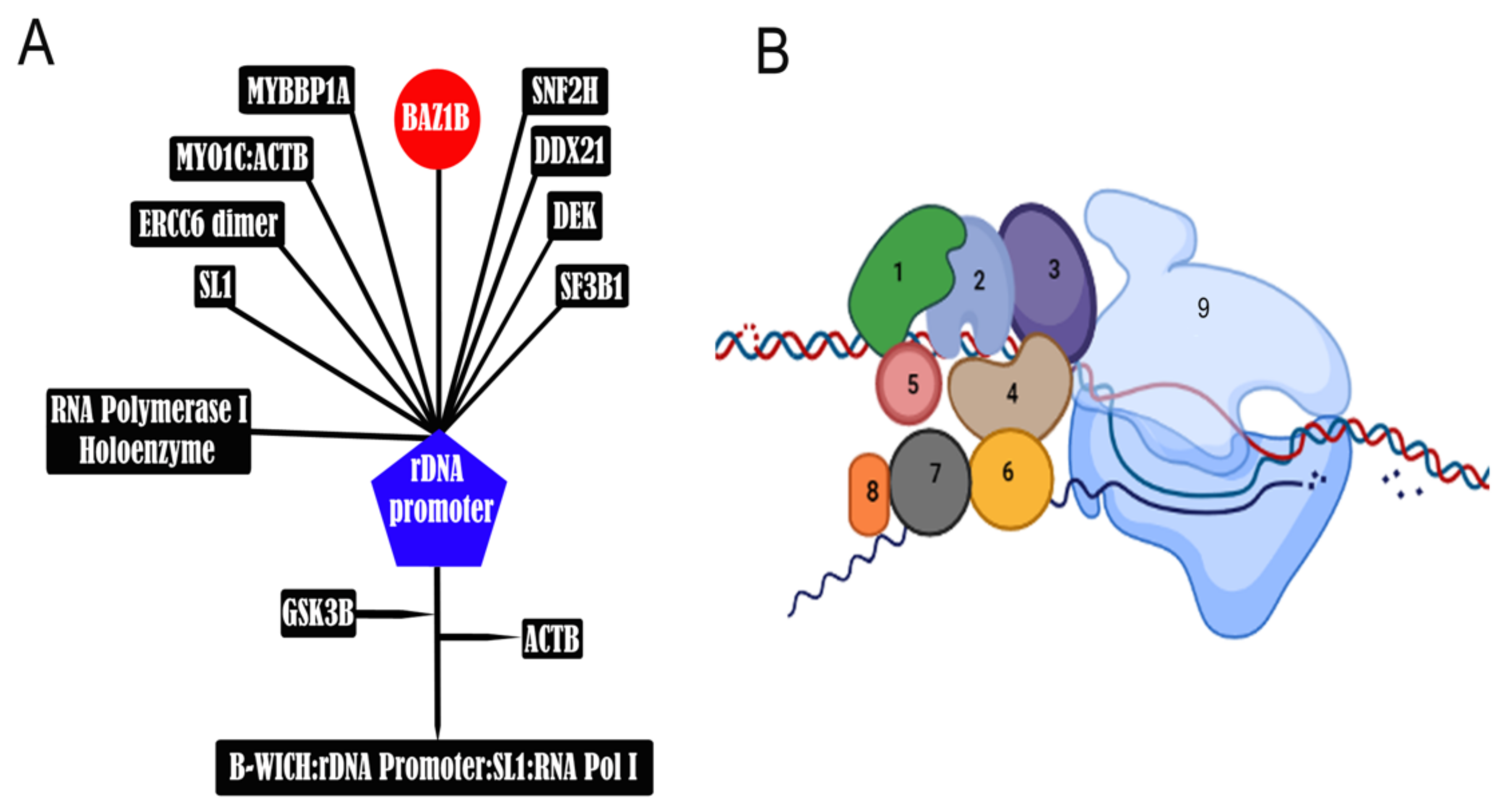 Genes 12 01541 g007