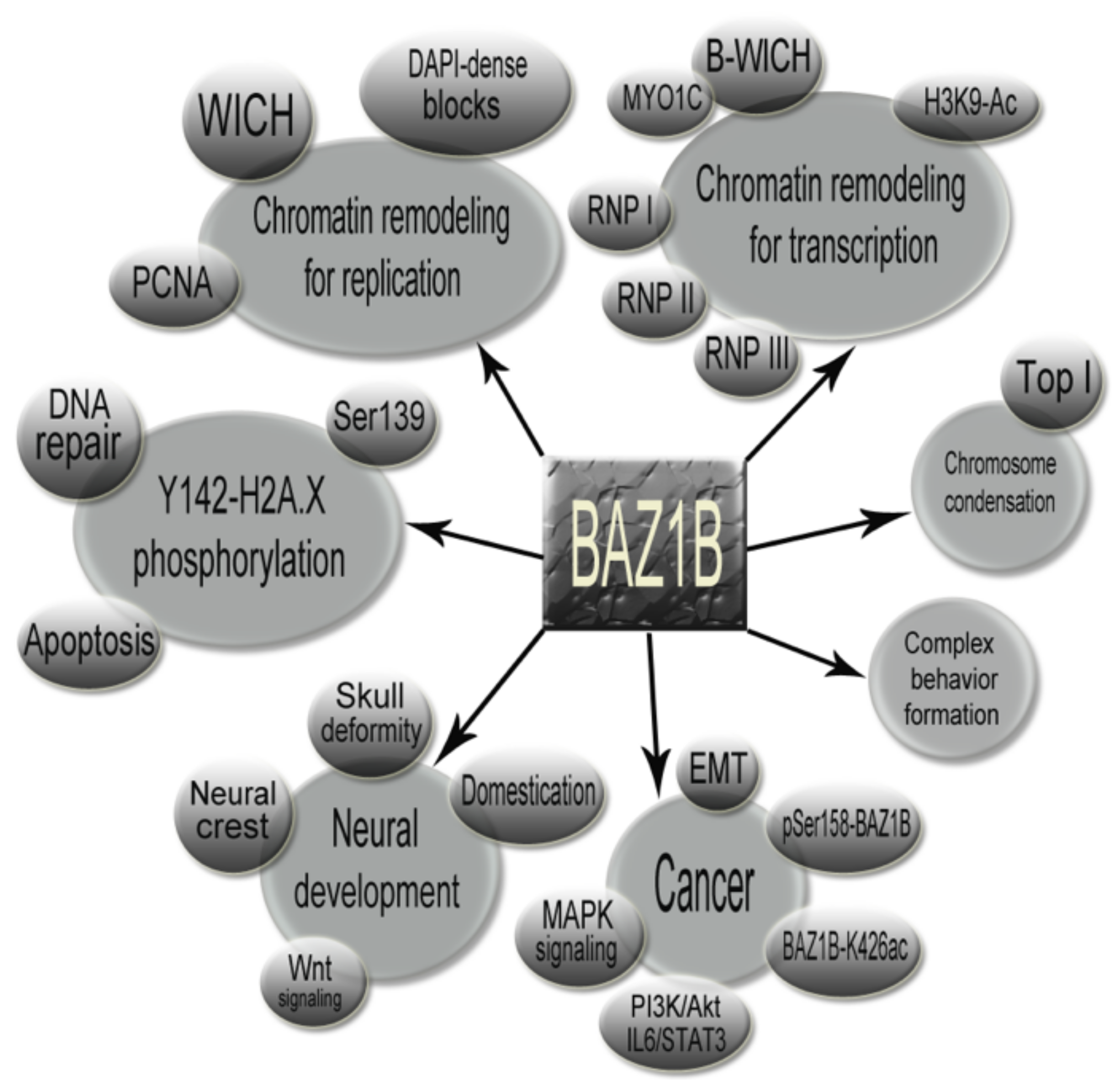 Genes 12 01541 g009