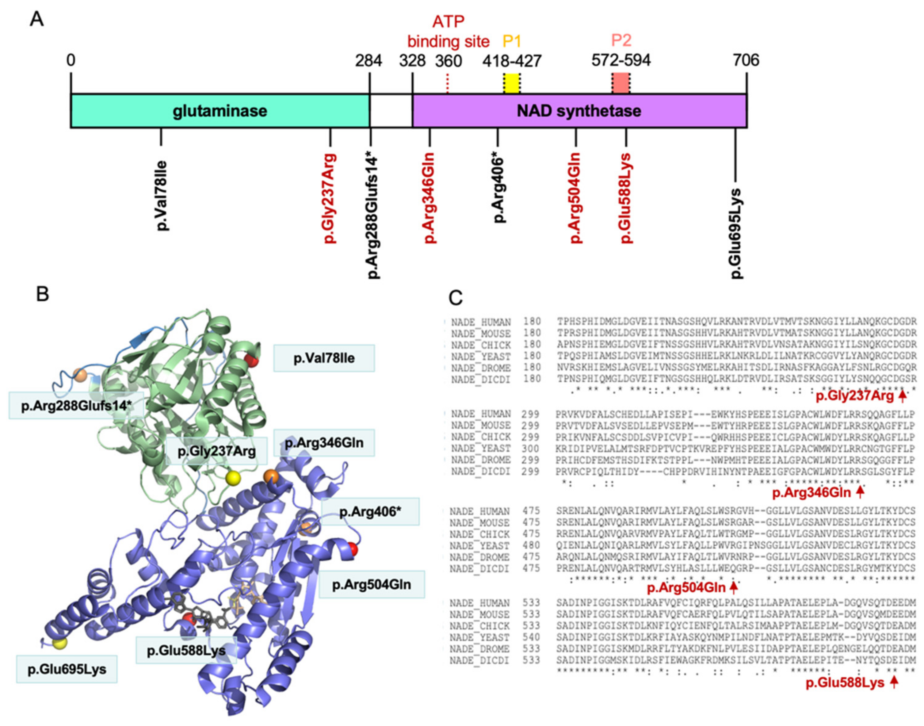 Genes 12 01615 g001
