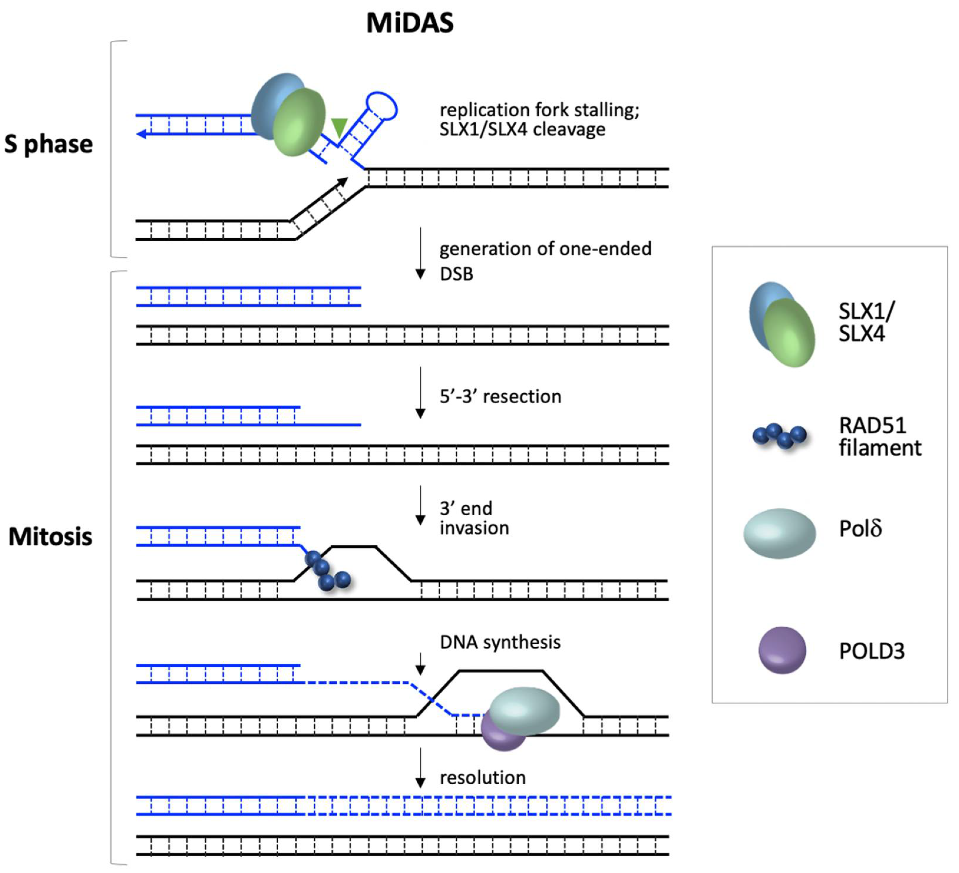 Genes 12 01633 g001 Genes 12 01633 g001