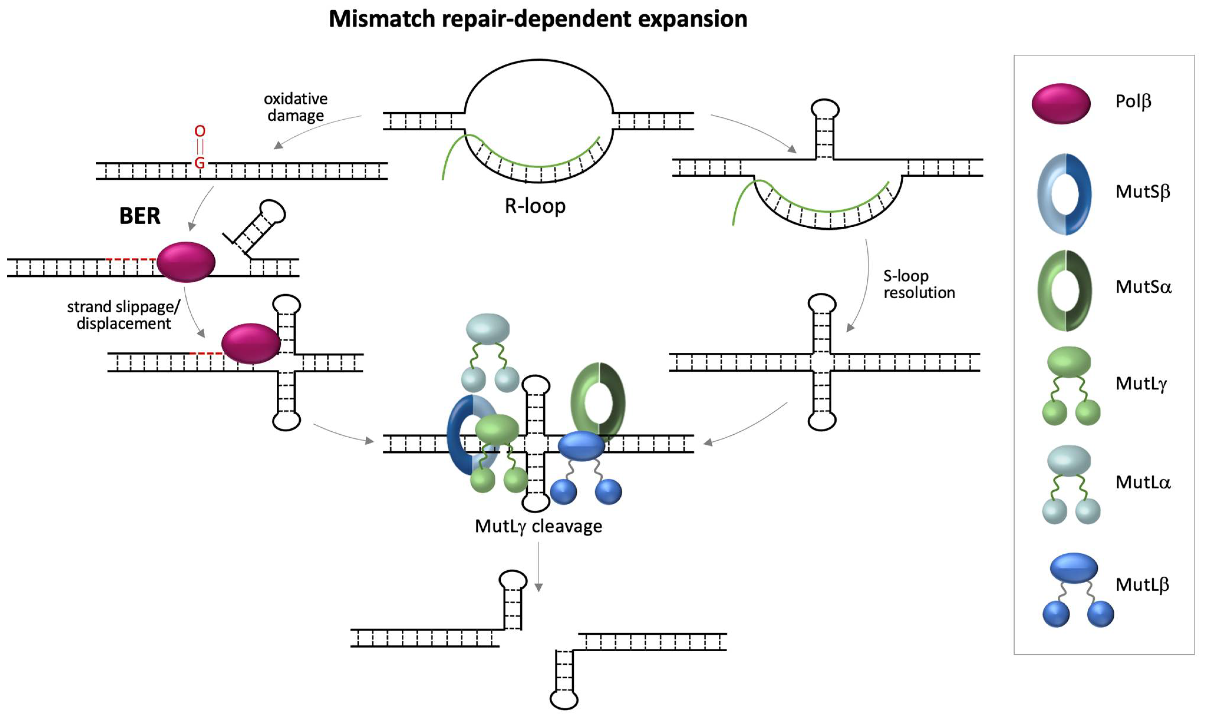 Genes 12 01633 g002 Genes 12 01633 g002