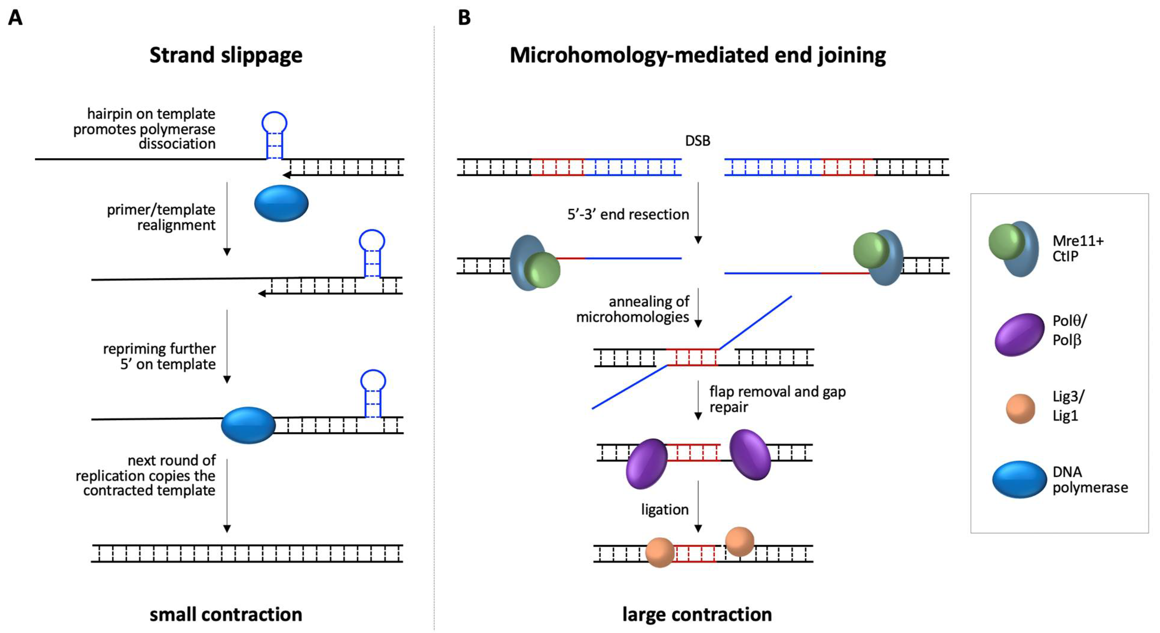 Genes 12 01633 g003 Genes 12 01633 g003