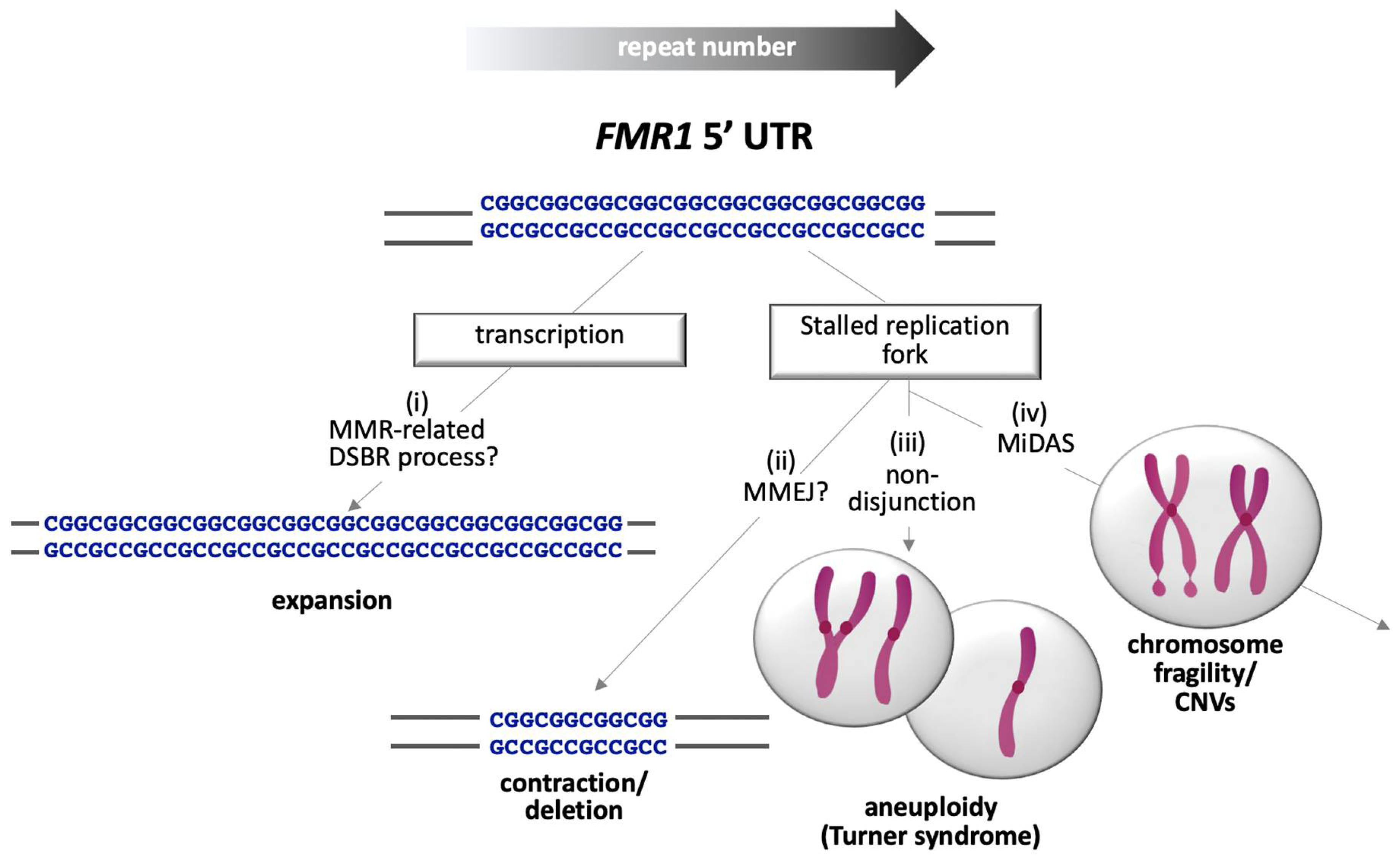 Genes 12 01633 g004 Genes 12 01633 g004