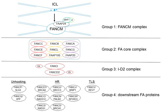 Genes 12 01763 g001 550