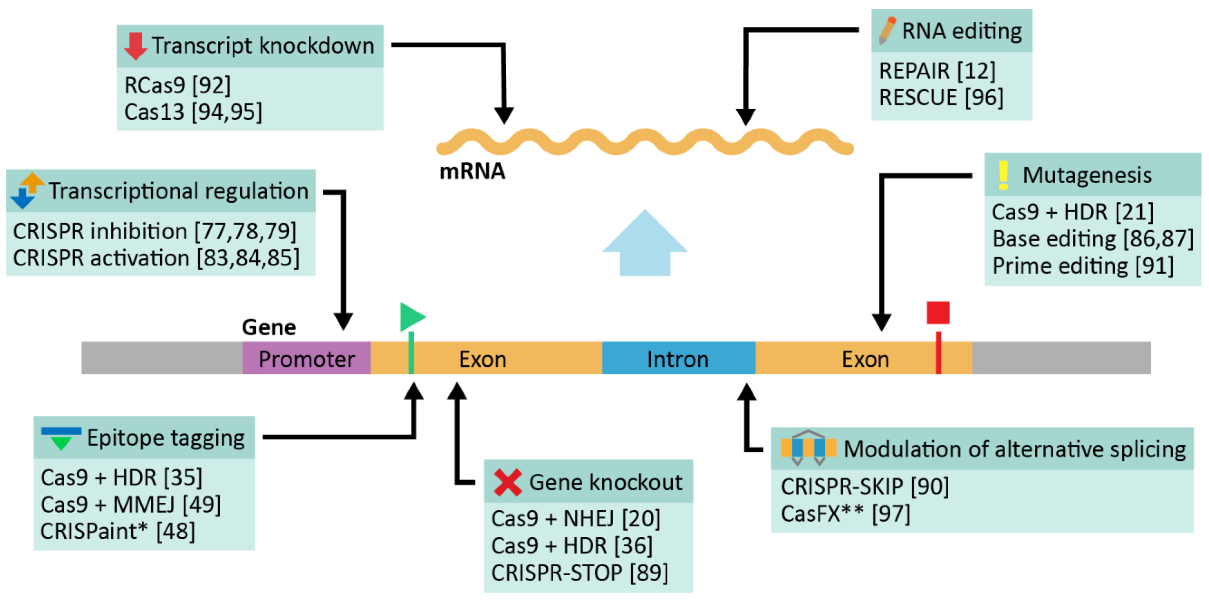 Genes 12 01790 g001 Genes 12 01790 g001