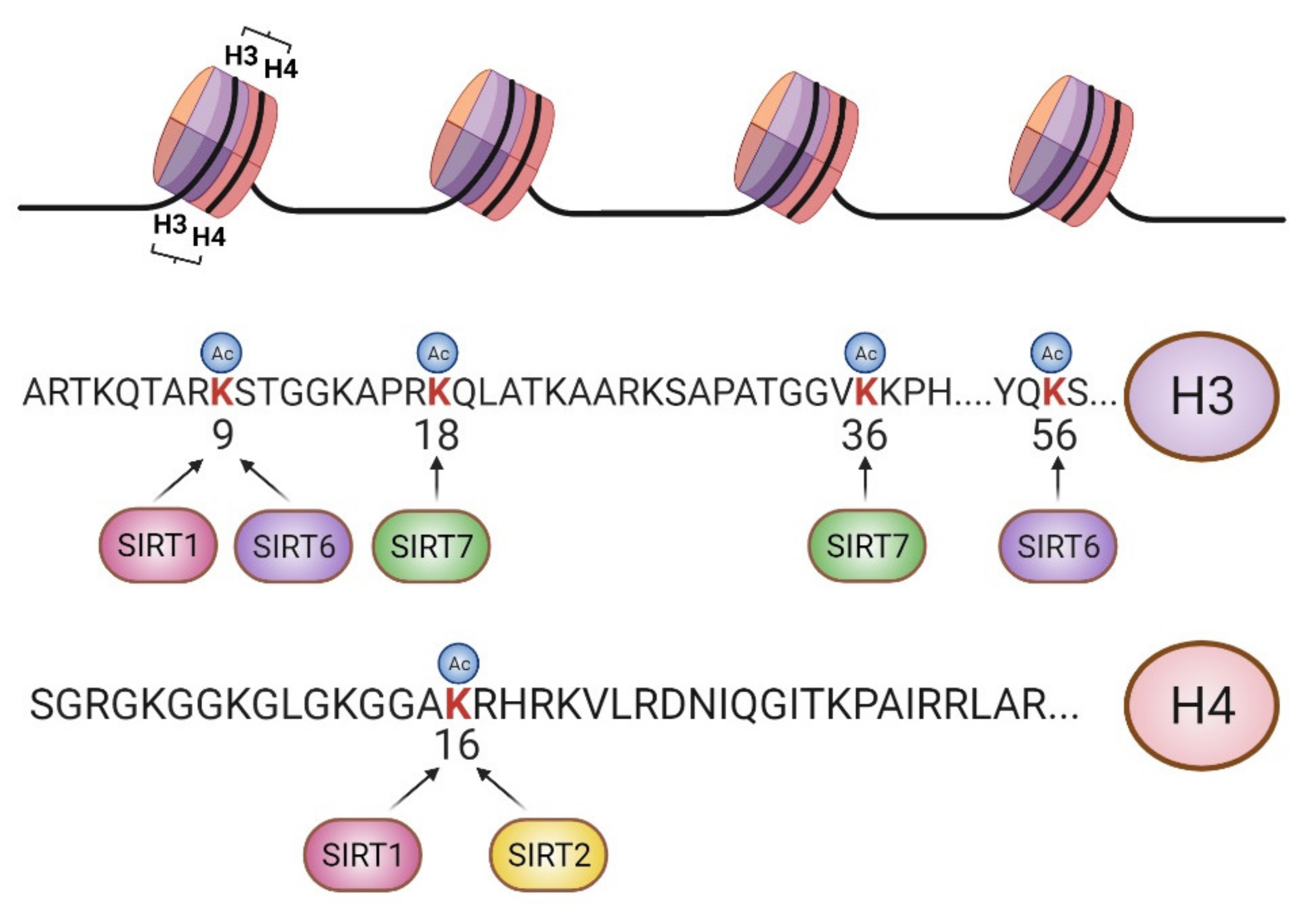 Genes 12 01856 g001