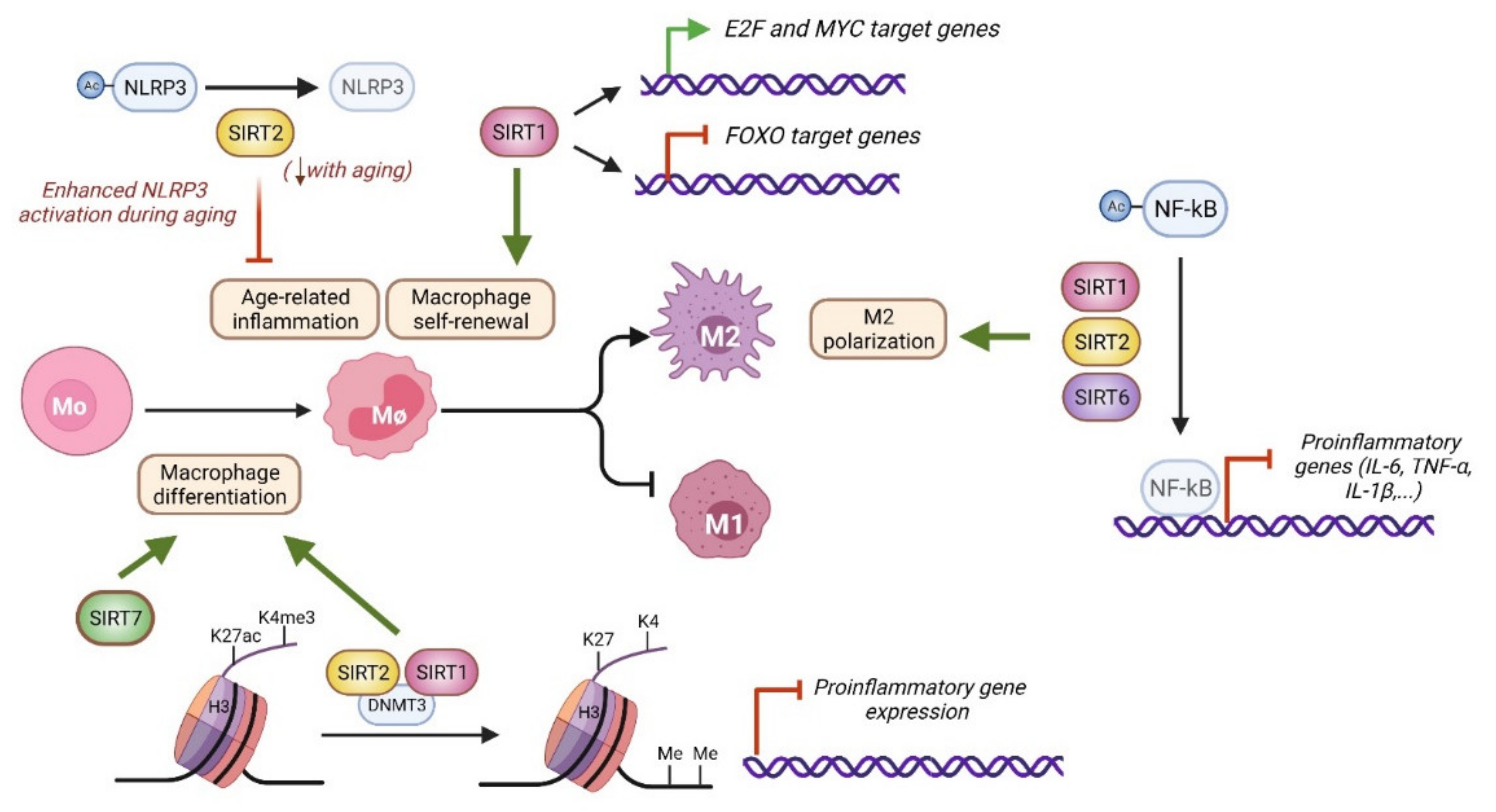 Genes 12 01856 g004