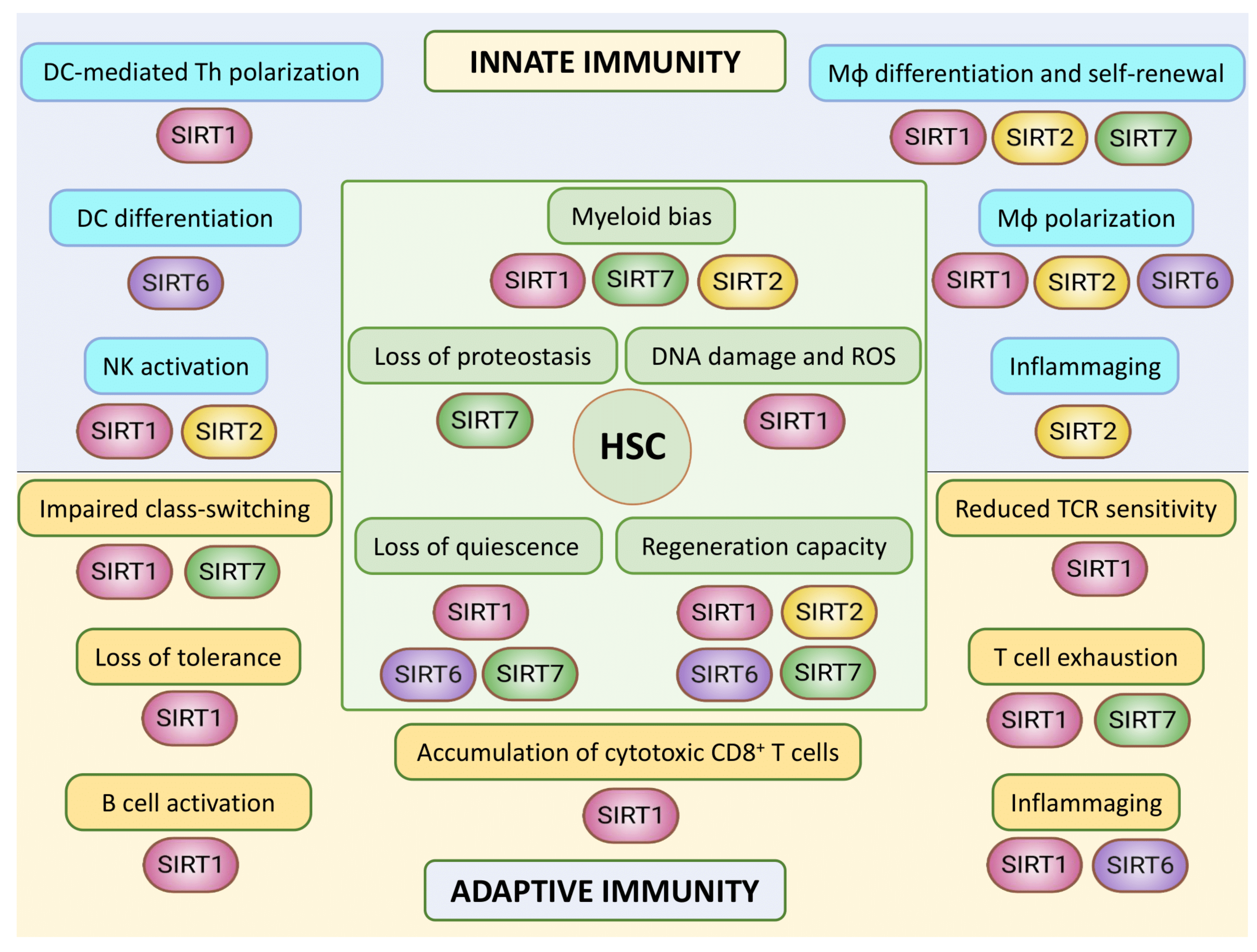 Genes 12 01856 g007