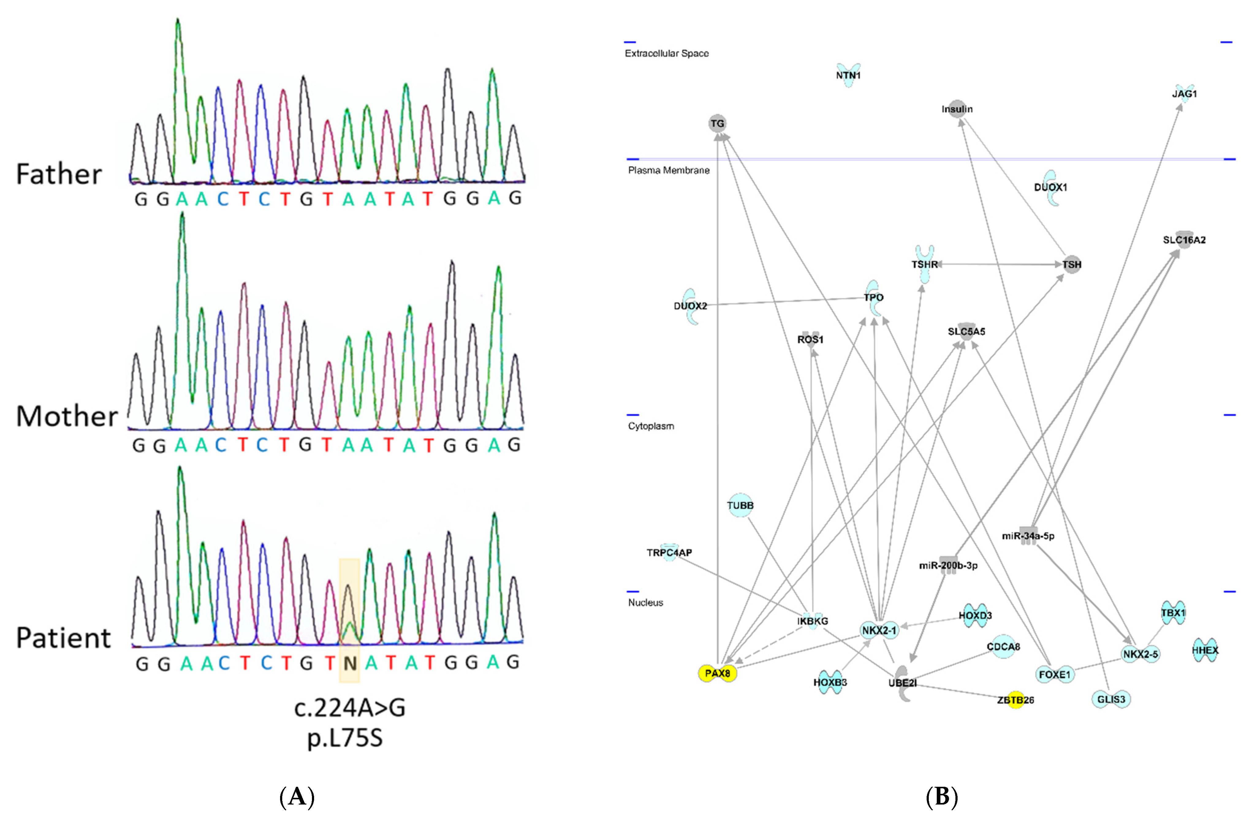 Genes 12 01862 g001
